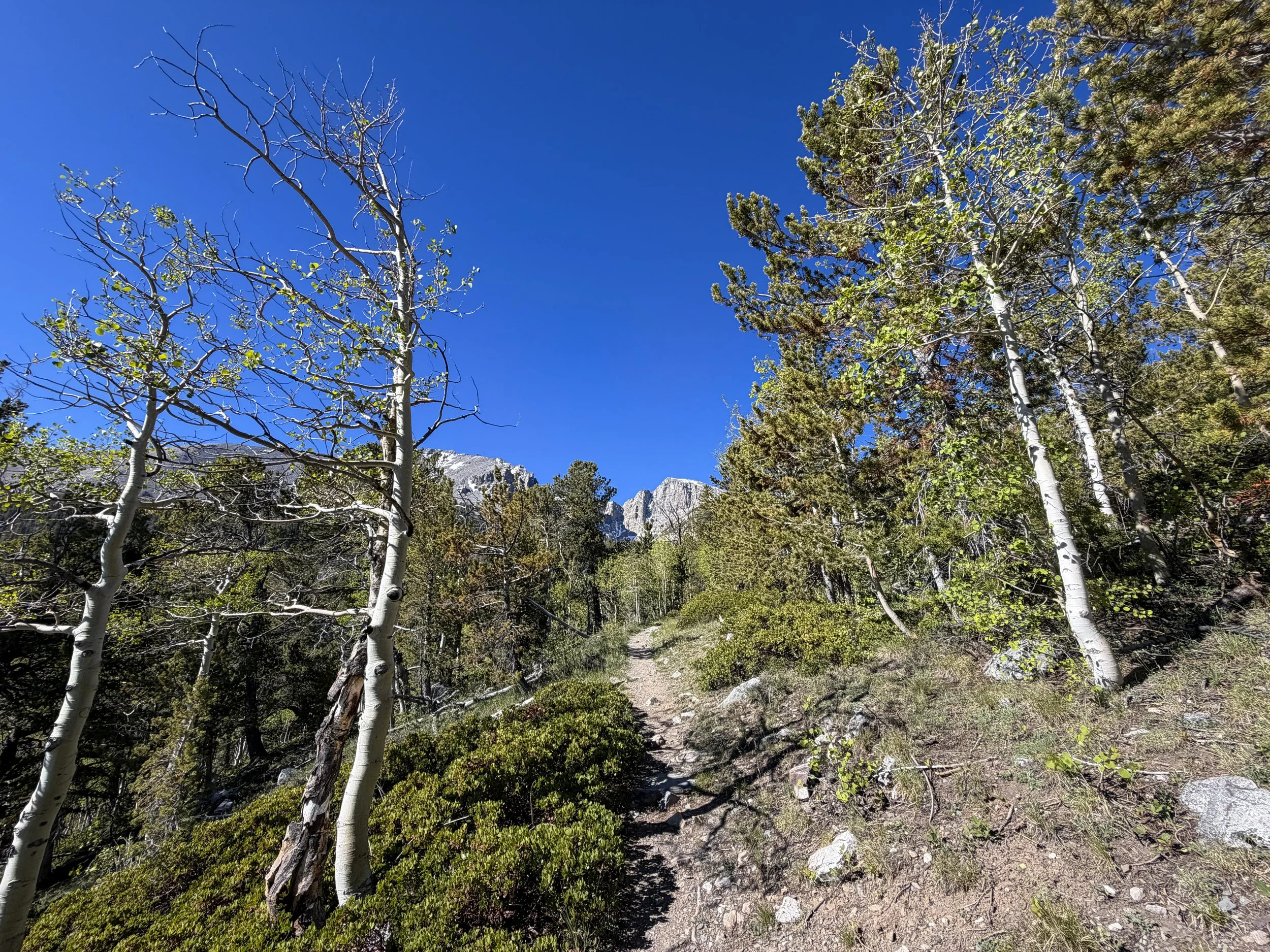 Lehman Creek Trail Great Basin National Park Nevada