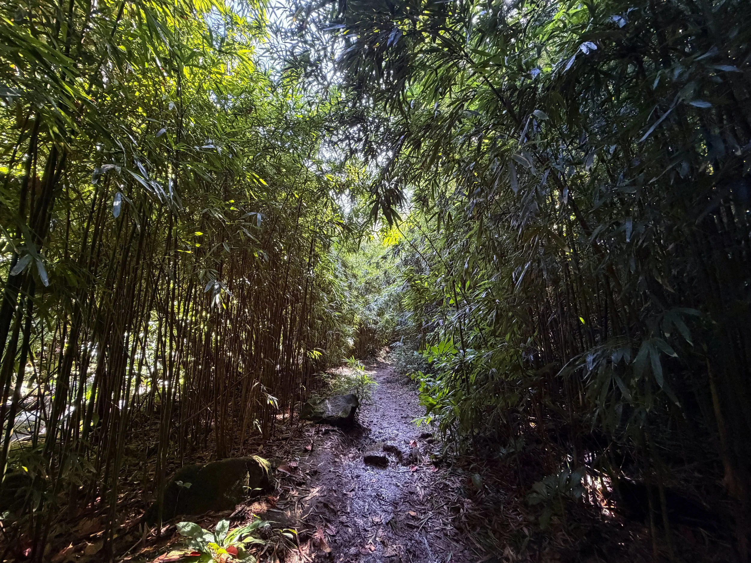 Judd Loop Trail Oahu Hawaii