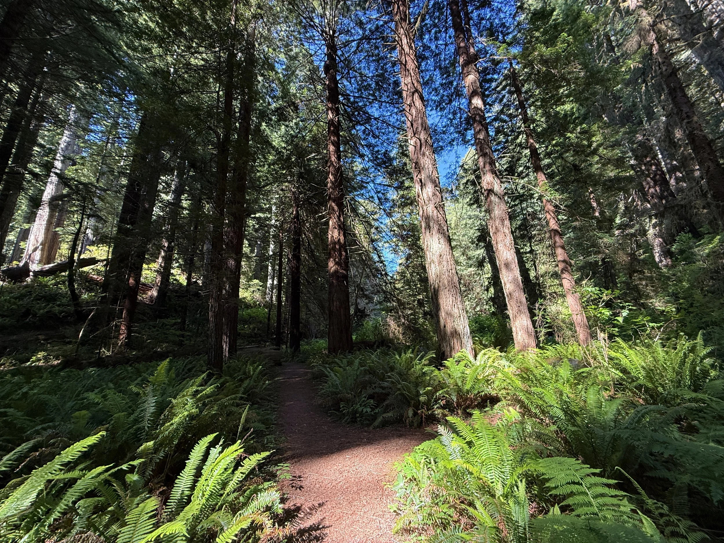 Moorman Pond Trail Prairie Creek Redwoods State Park California