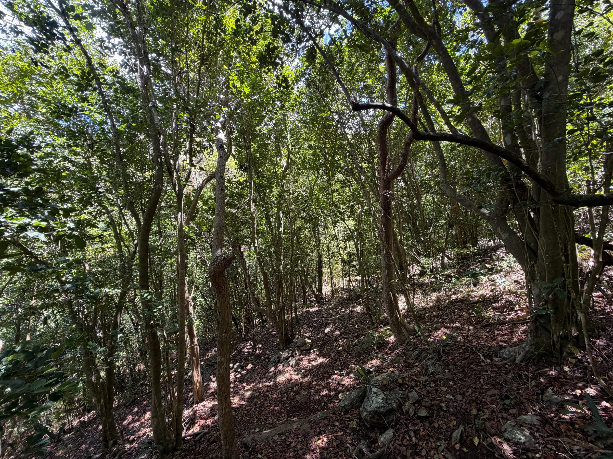 Caneel Hill Trail Virgin Islands National Park