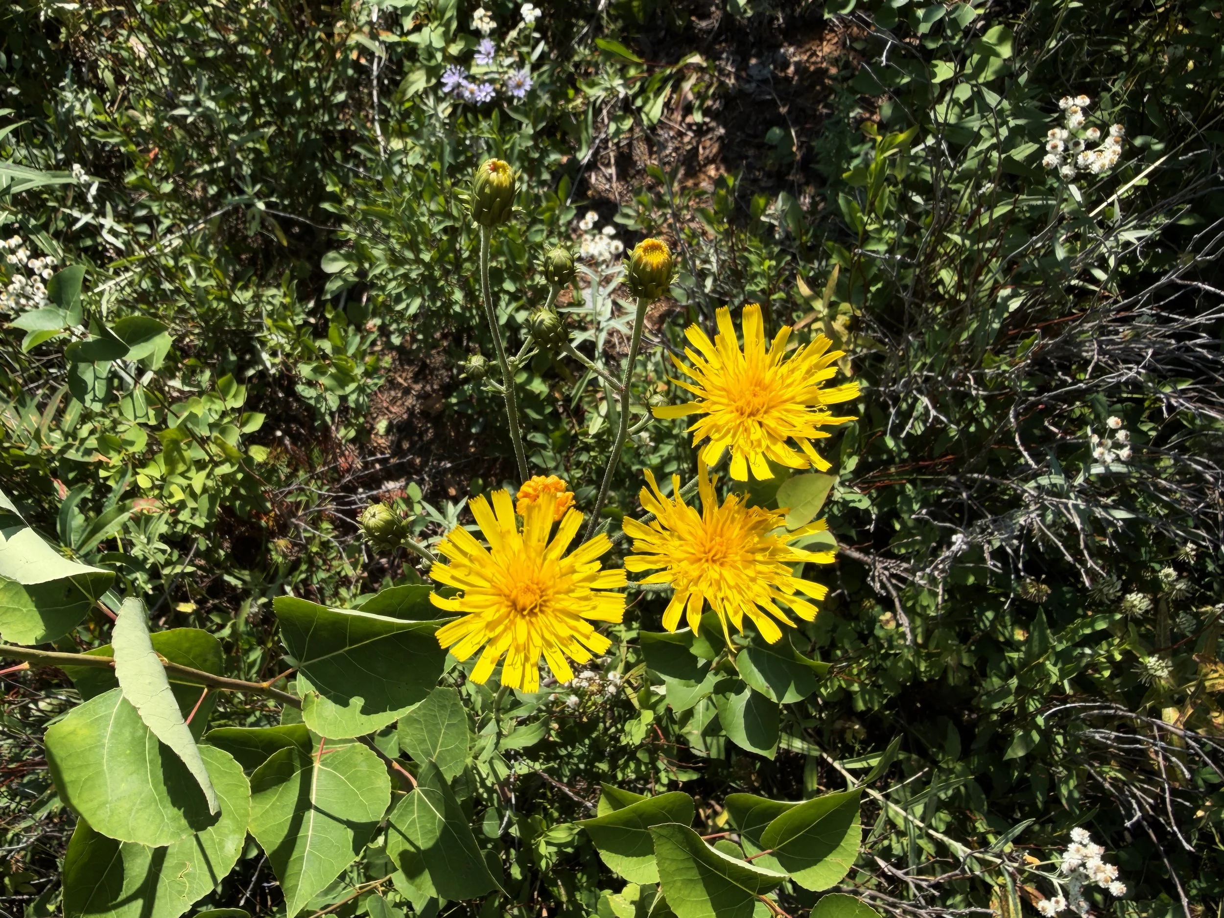 Scoulers Hawkweed Hieracium scouleri