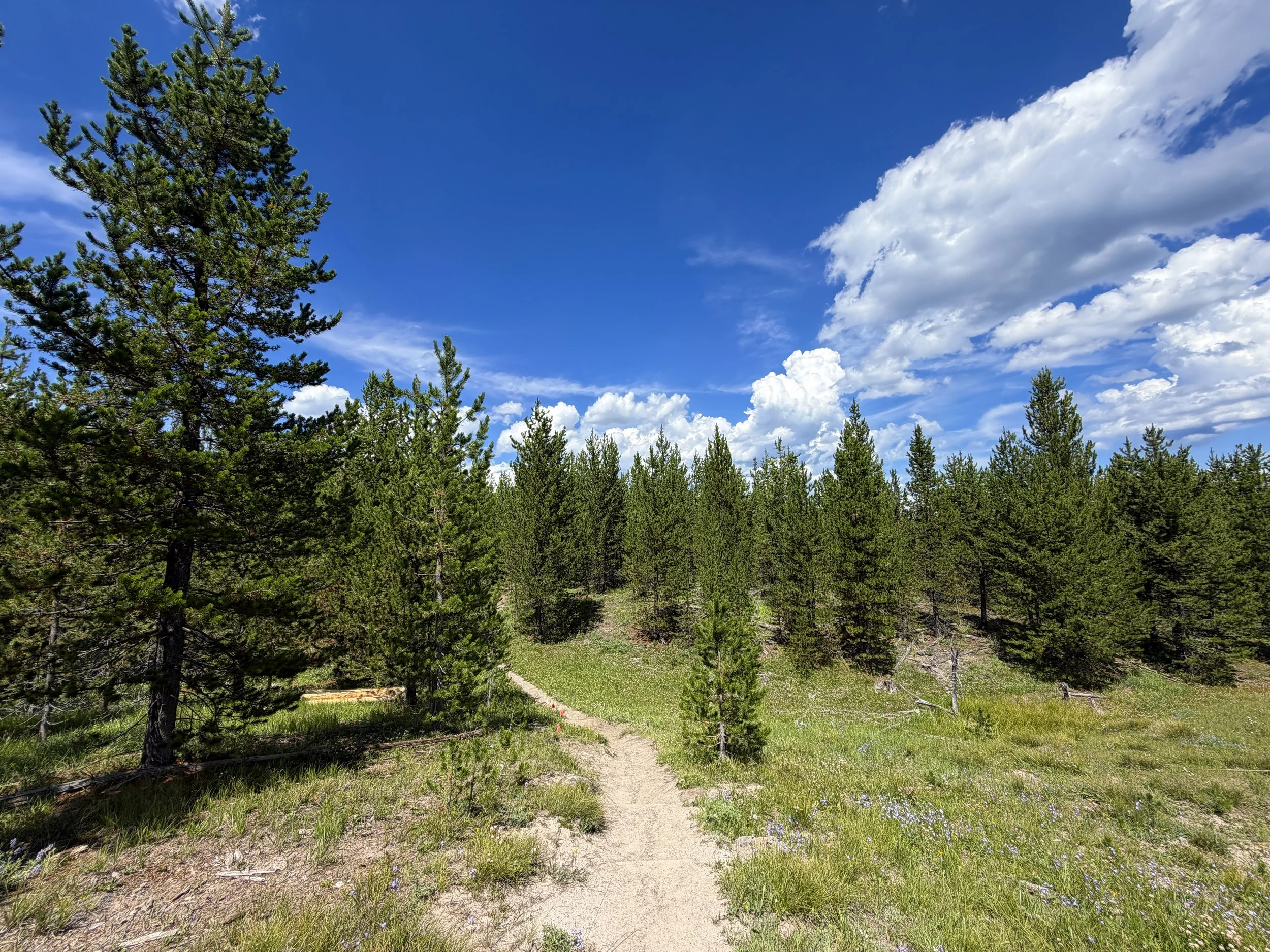 Yellowstone Lake Overlook Loop Trail Yellowstone National Park Wyoming