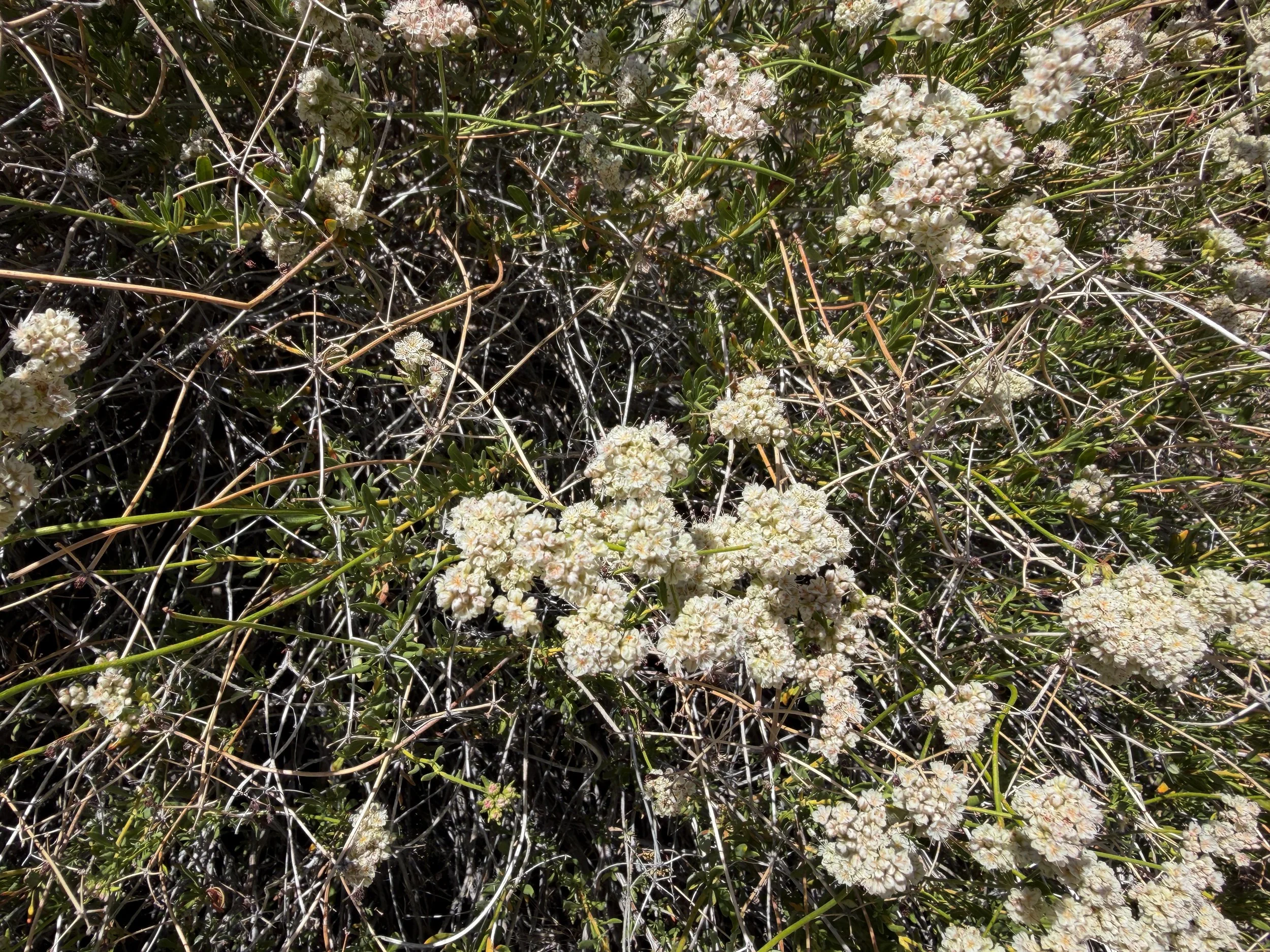 California Buckwheat Eriogonum fasciculatum