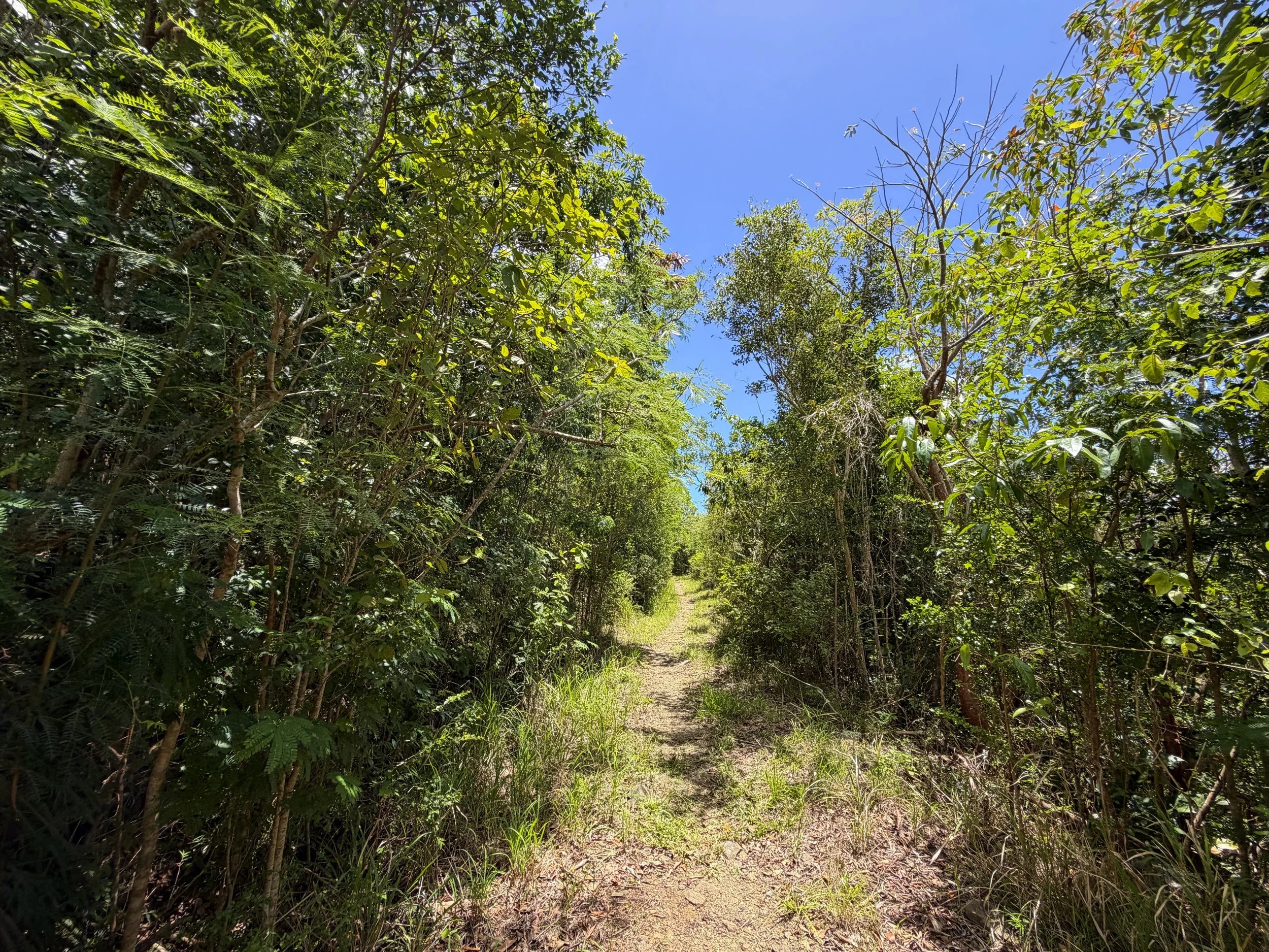 LEsperance Trail Virgin Islands National Park