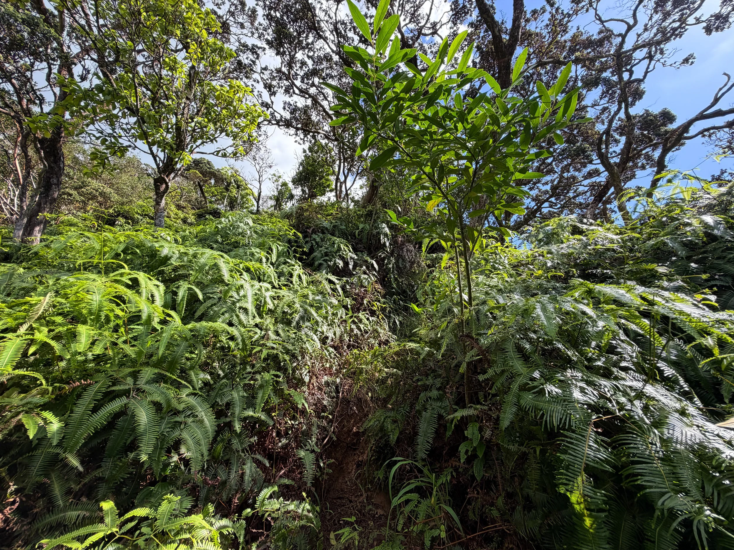 Kaau Crater Loop Trail Oahu Hawaii