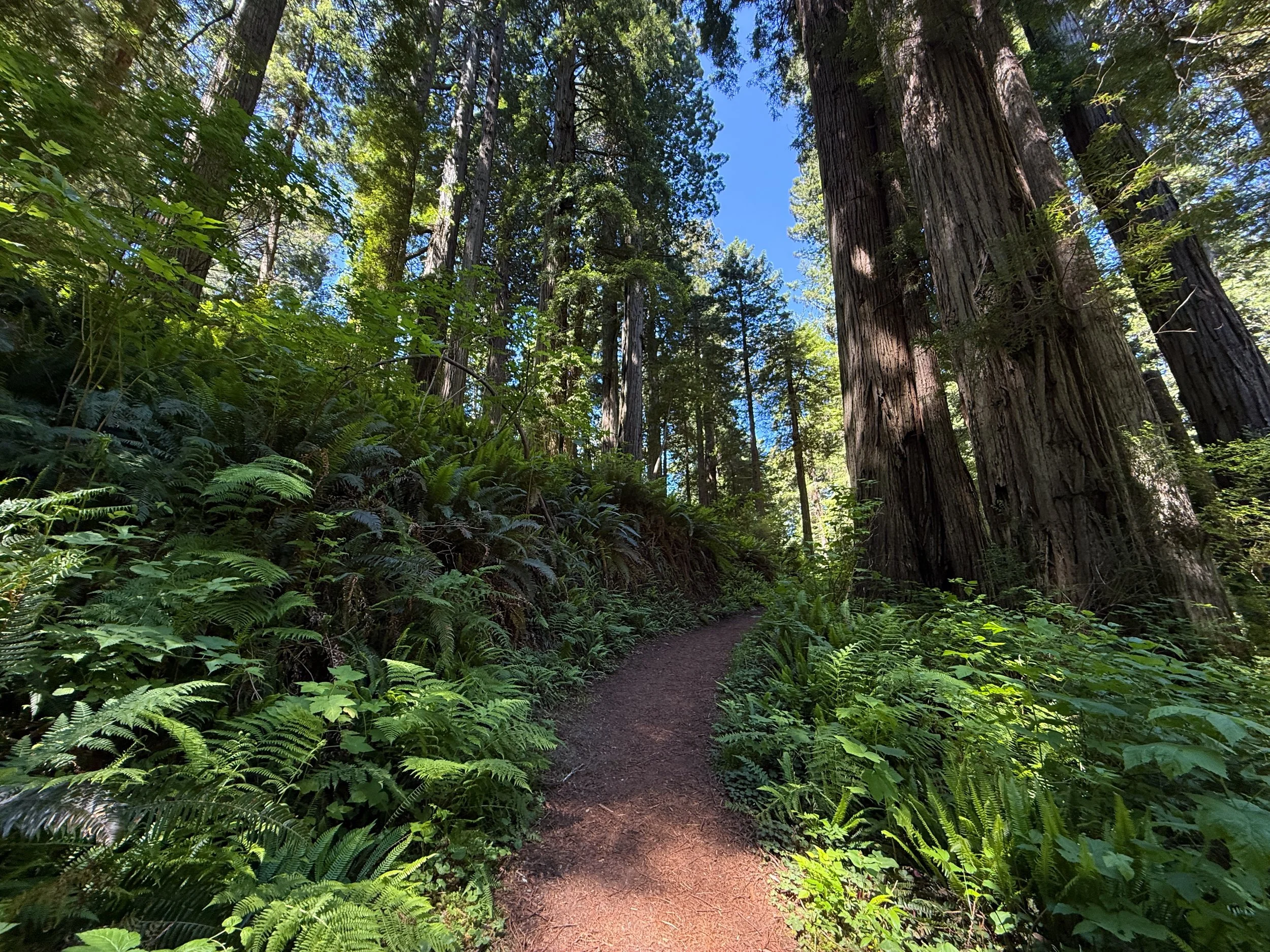 Ossagon Trail Prairie Creek Redwoods State Park California