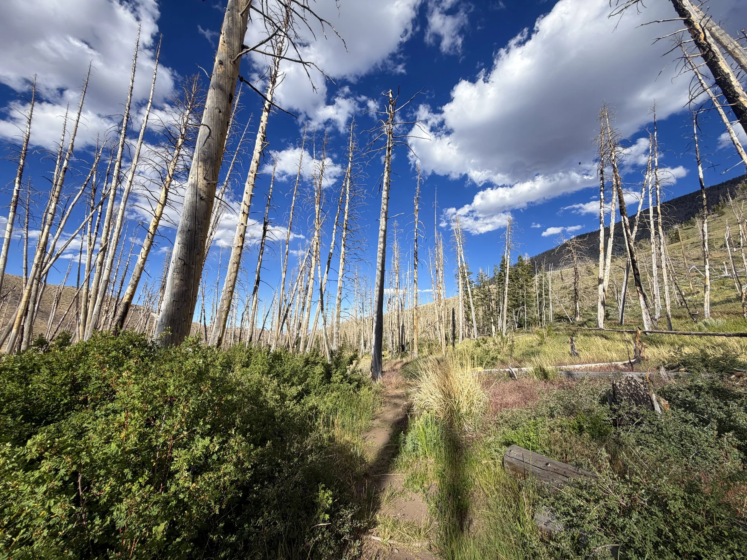 Sage Steppe Loop Trail Great Basin National Park Nevada
