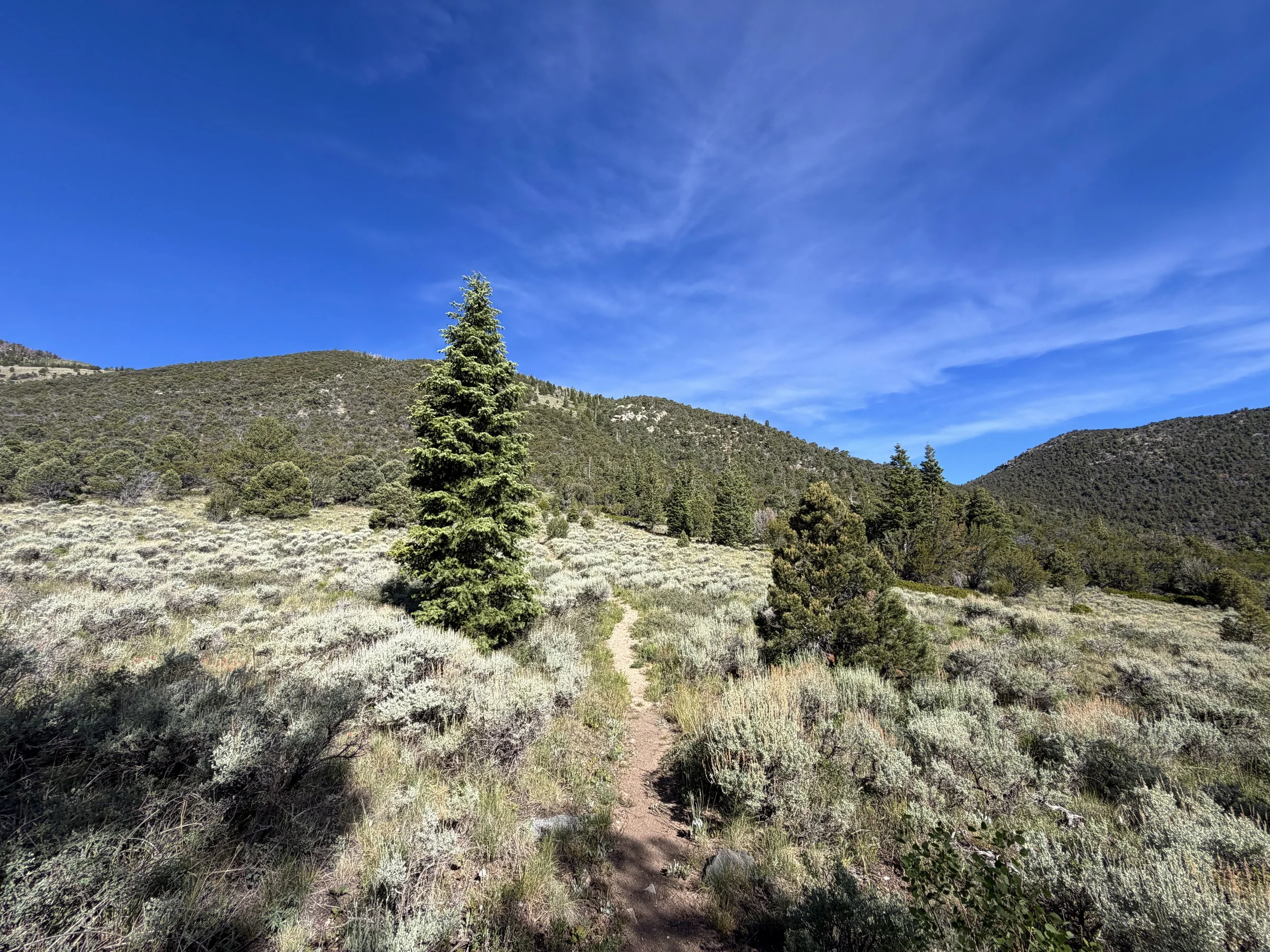 Pole Canyon Hike Great Basin National Park Nevada