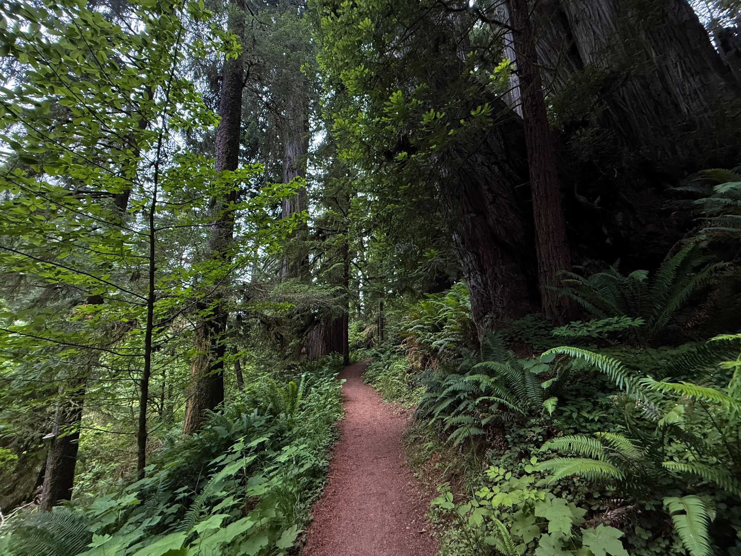 Boy Scout Tree Trail Jedediah Smith Redwoods State Park California