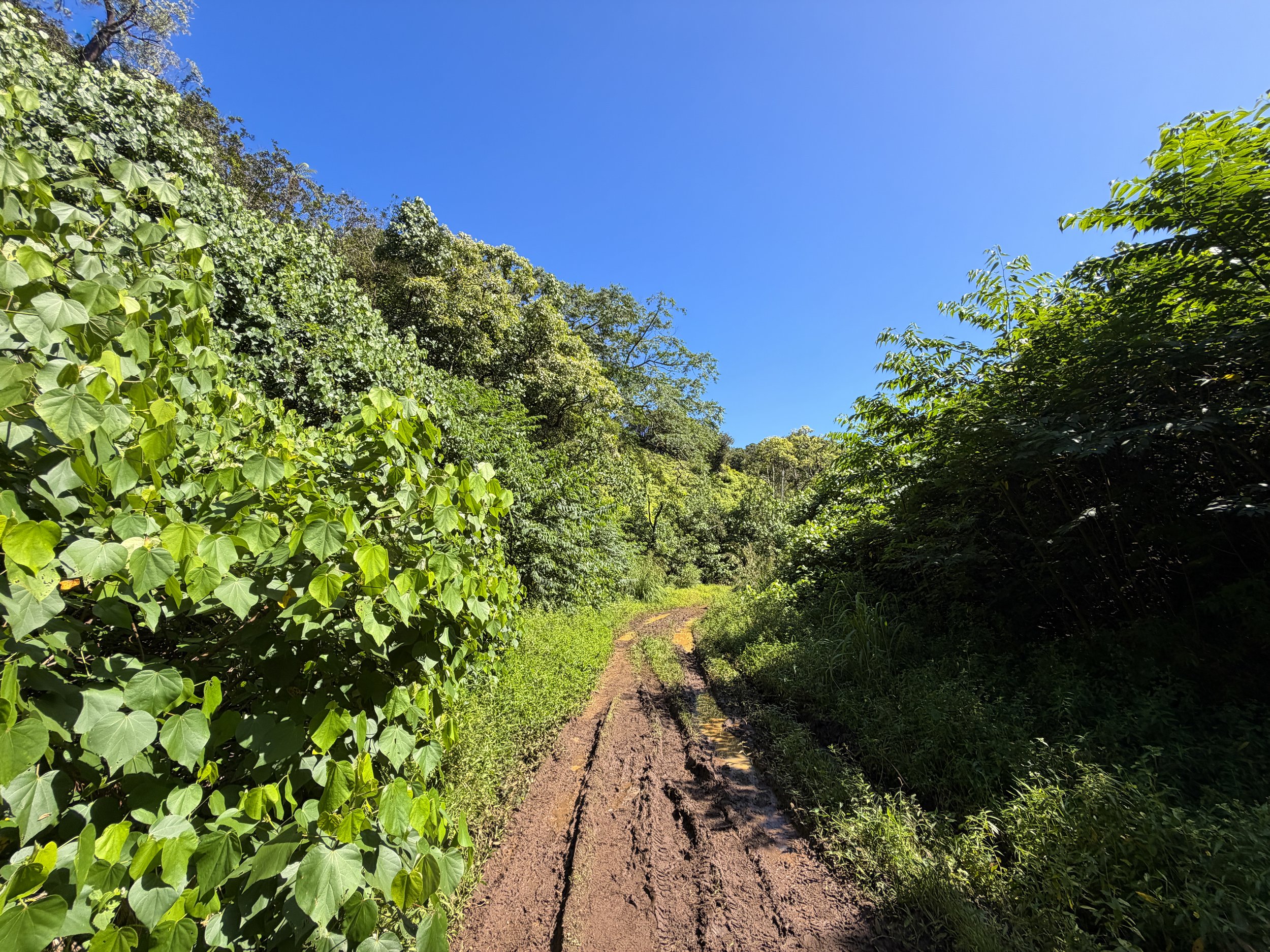 Kulanaahane Trail Oahu Hawaii