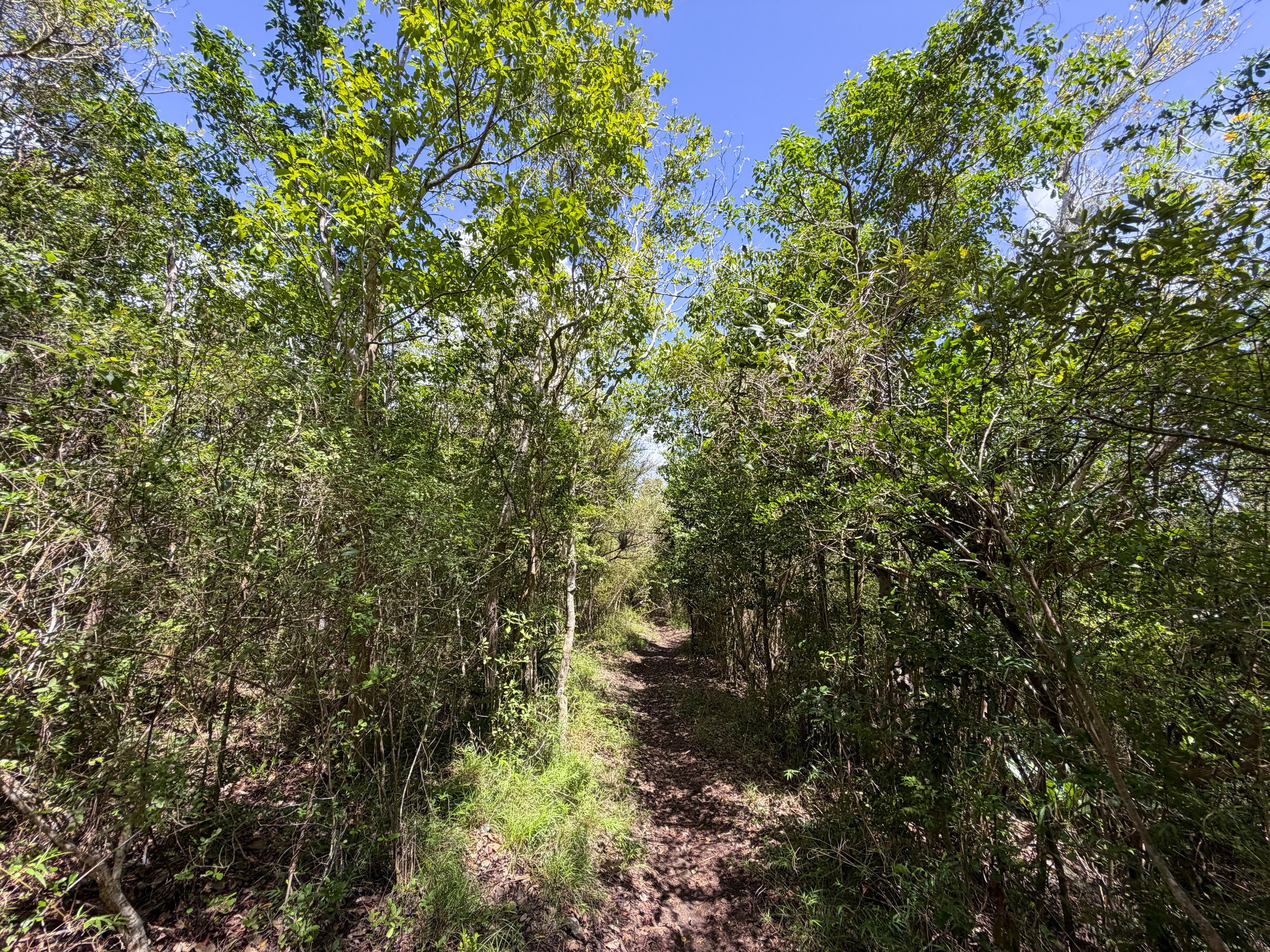 Caneel Hill Trail to Margaret Hill Virgin Islands National Park