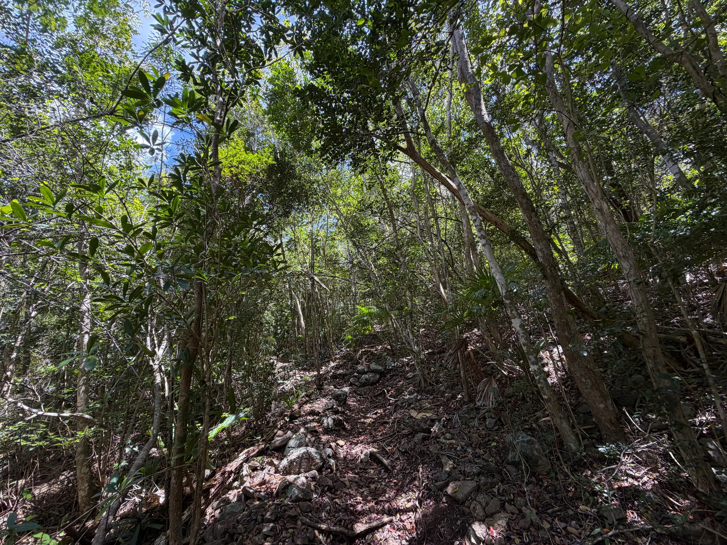 Tamarind Trail Virgin Islands National Park