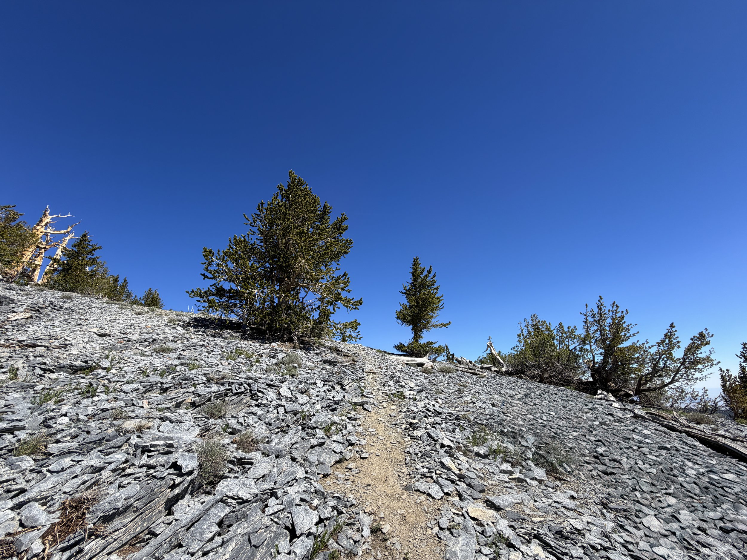 Snake Divide Trail to Magic Bristlecone Pine Grove Great Basin National Park Nevada