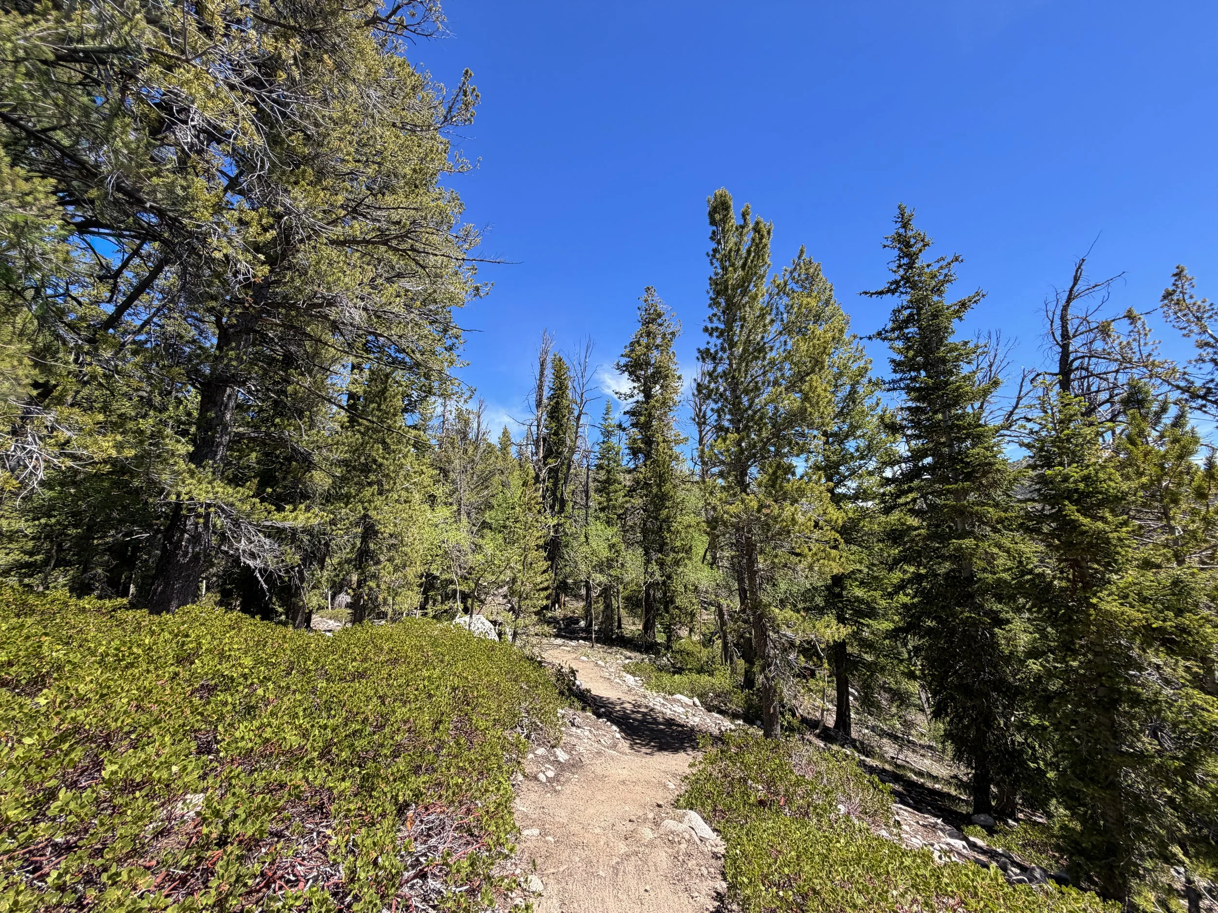 Dead Lake Trail Great Basin National Park Nevada
