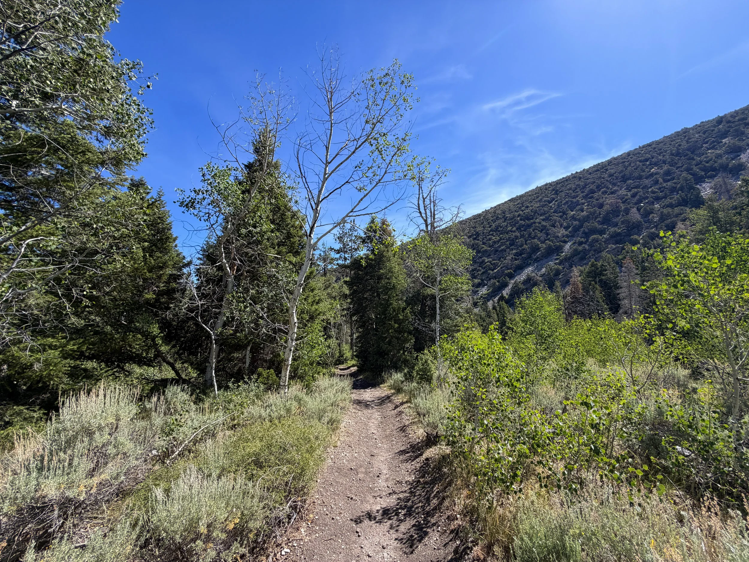 Pole Canyon Trail Great Basin National Park Nevada