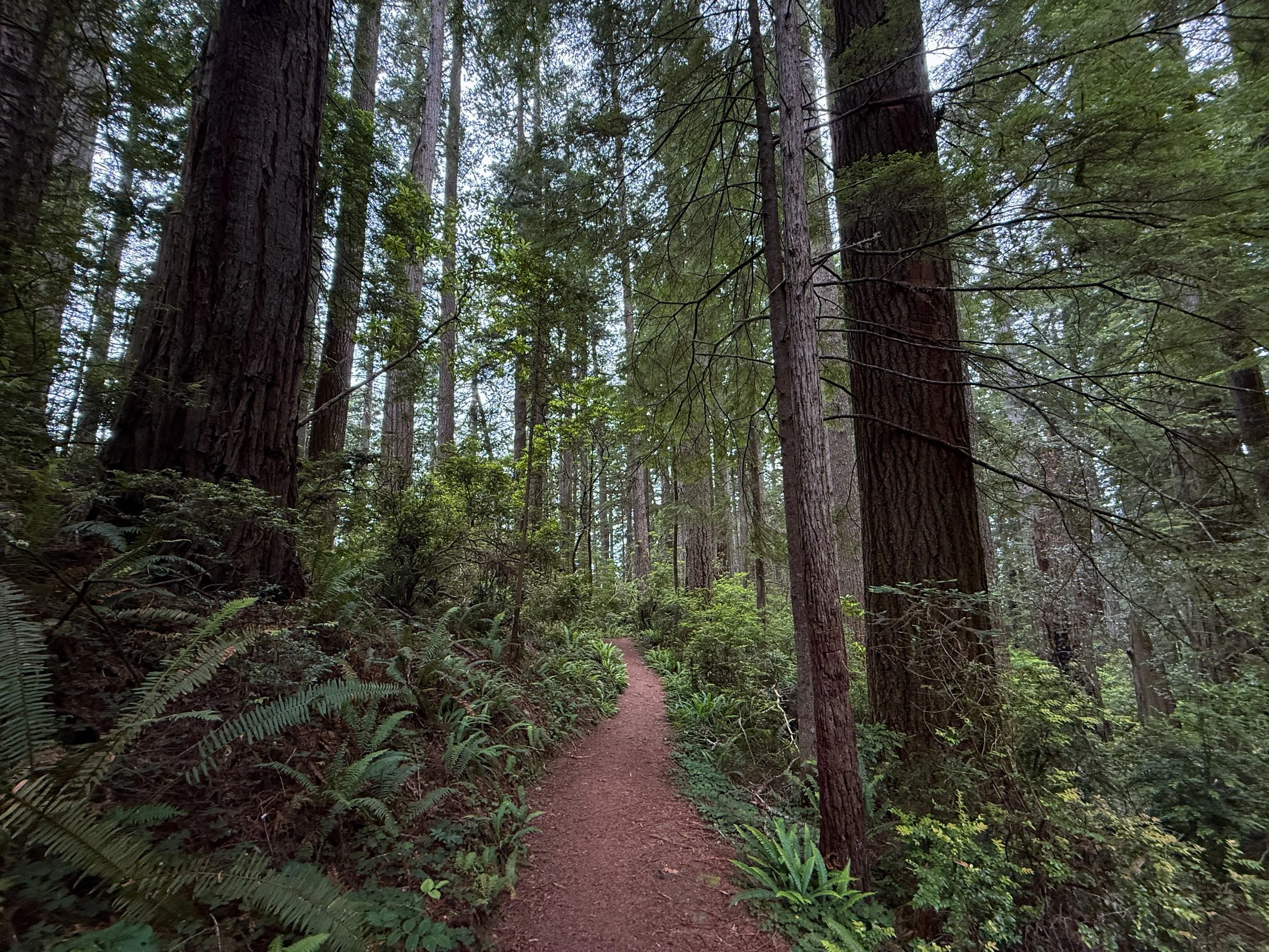 Damnation Creek Trail Del Norte Coast Redwoods State Park California