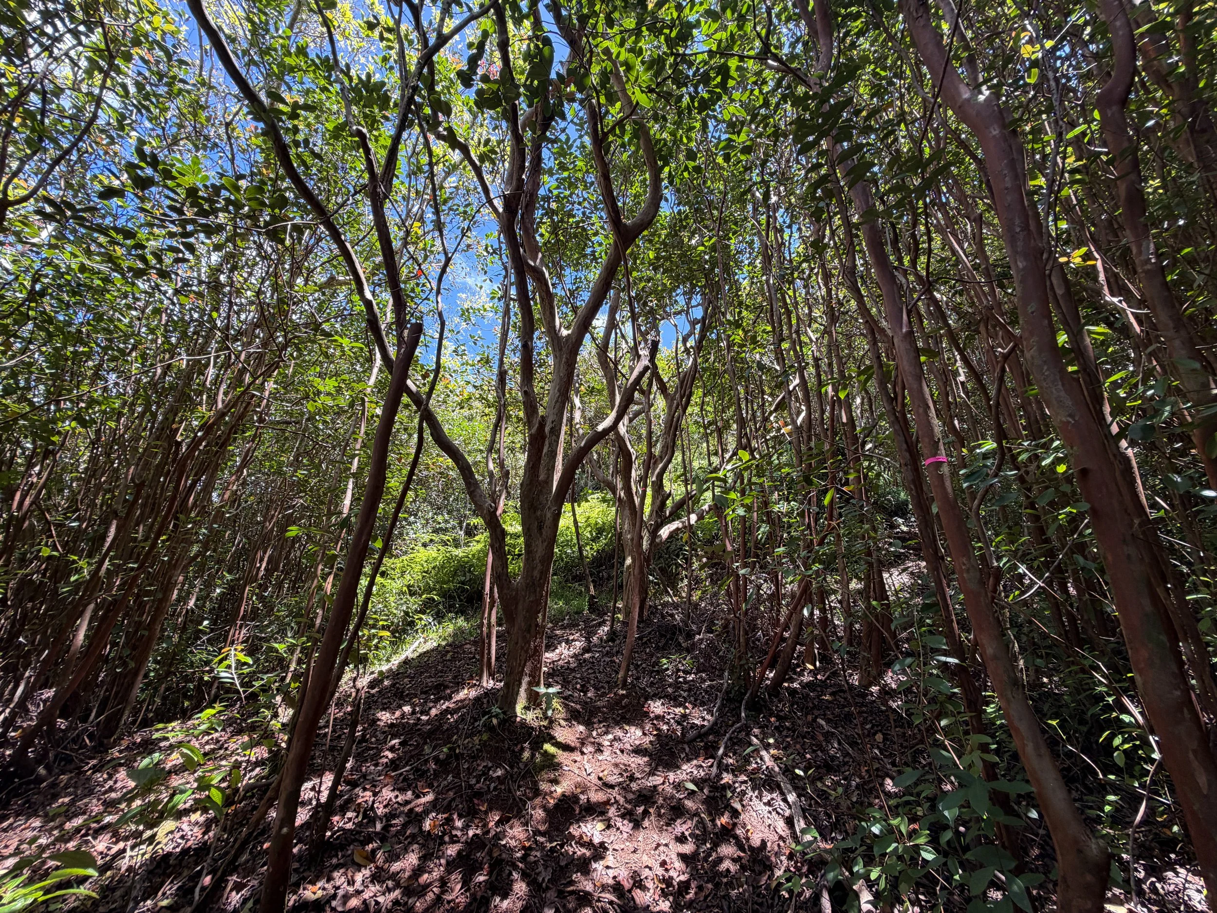 Moanalua Valley to Tripler Ridge Trail Oahu Hawaii