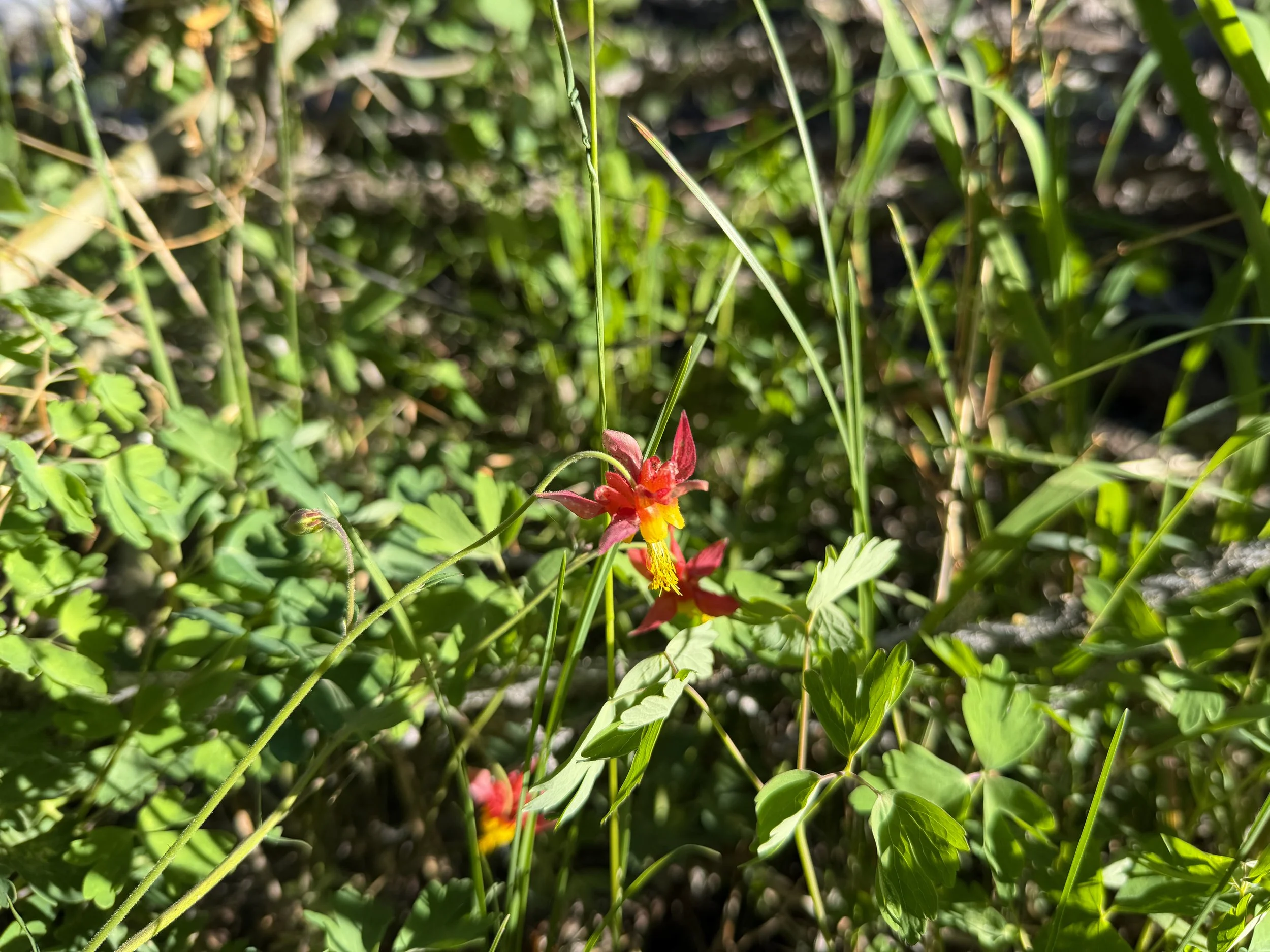 Western Columbine Aquilegia formosa
