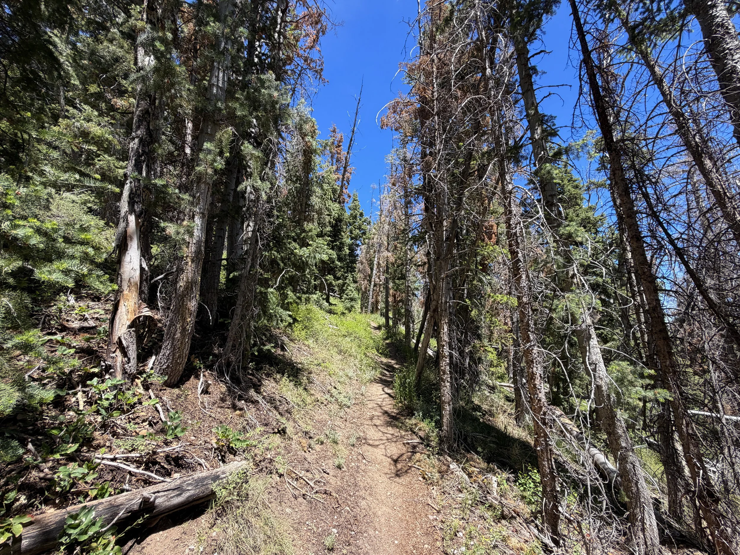 Timber Creek Loop Hike Great Basin National Park Nevada