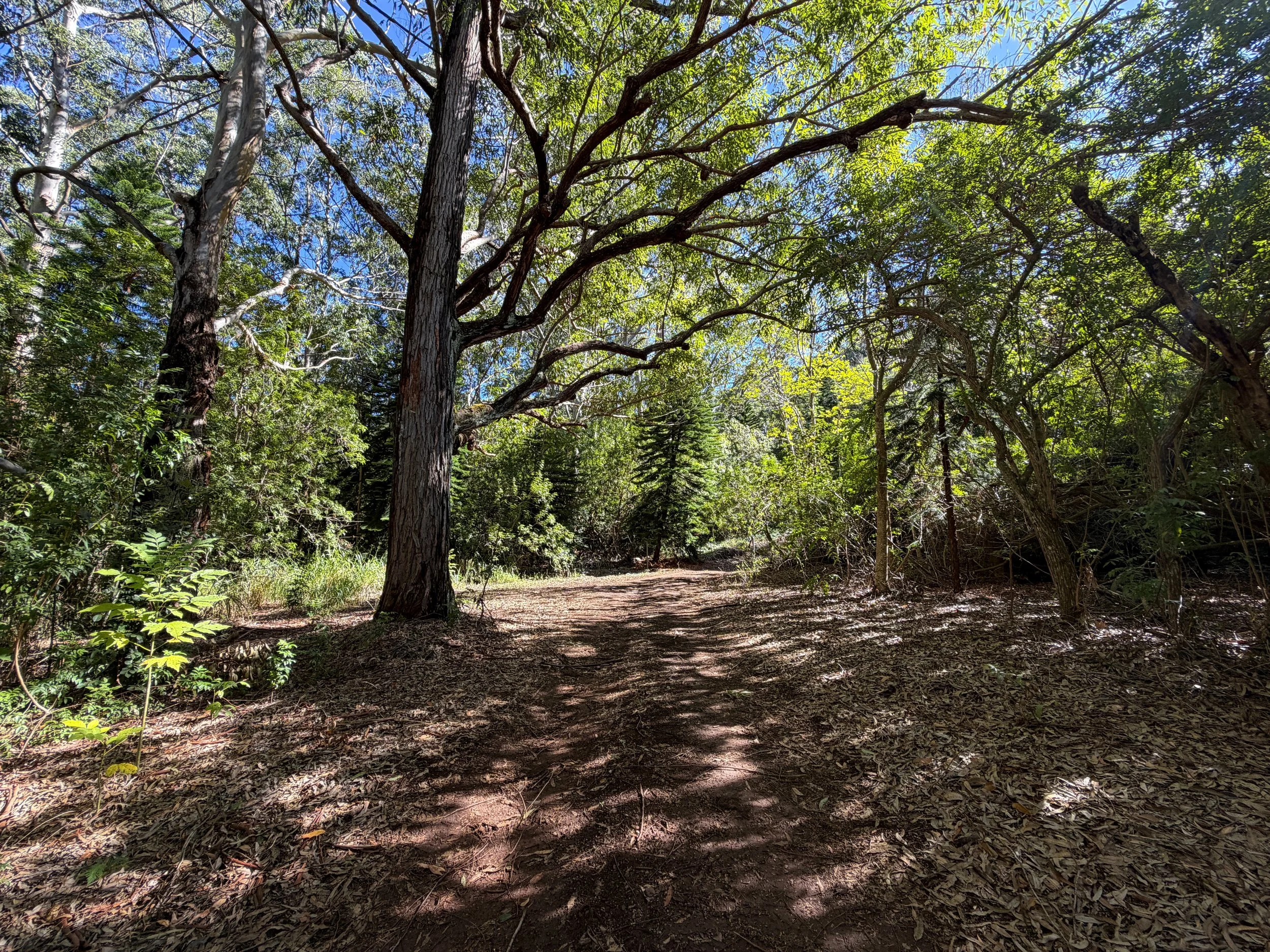 Peacock Flats Campground to Mokuleia Trail Oahu Hawaii