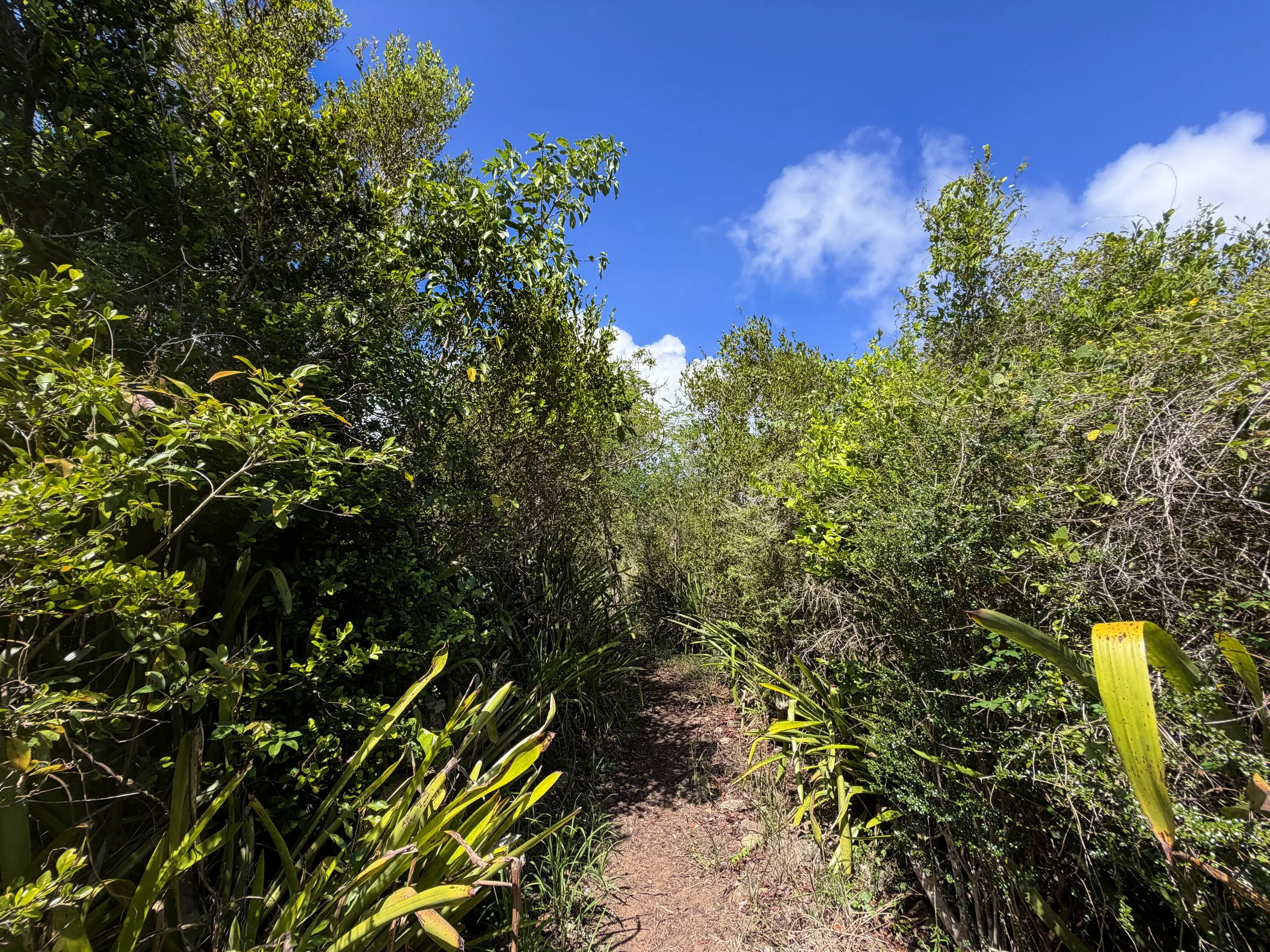 Top of Margaret Hill Caneel Hill Trail Virgin Islands National Park