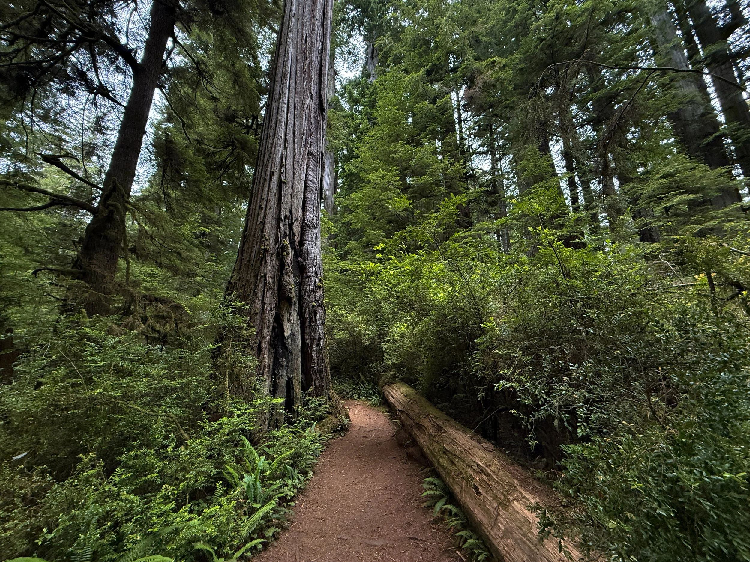Boy Scout Tree Trail Jedediah Smith Redwoods State Park California