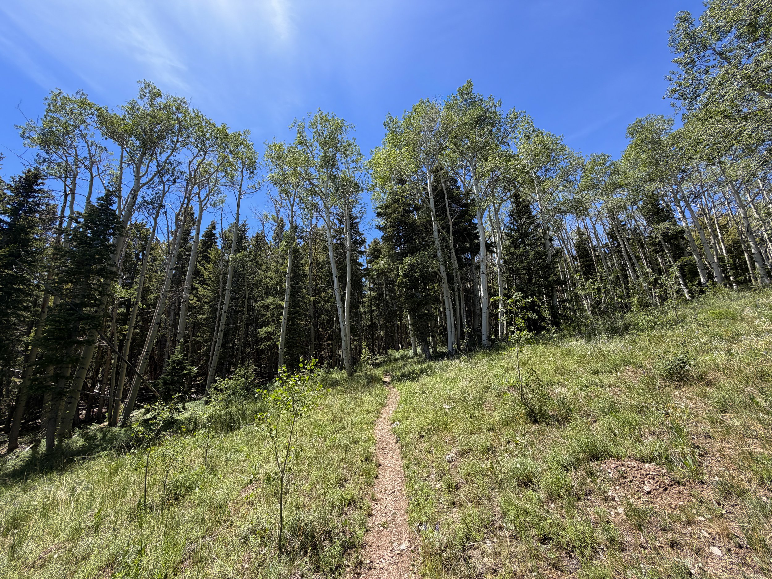 Timber Creek Loop Hike Great Basin National Park Nevada