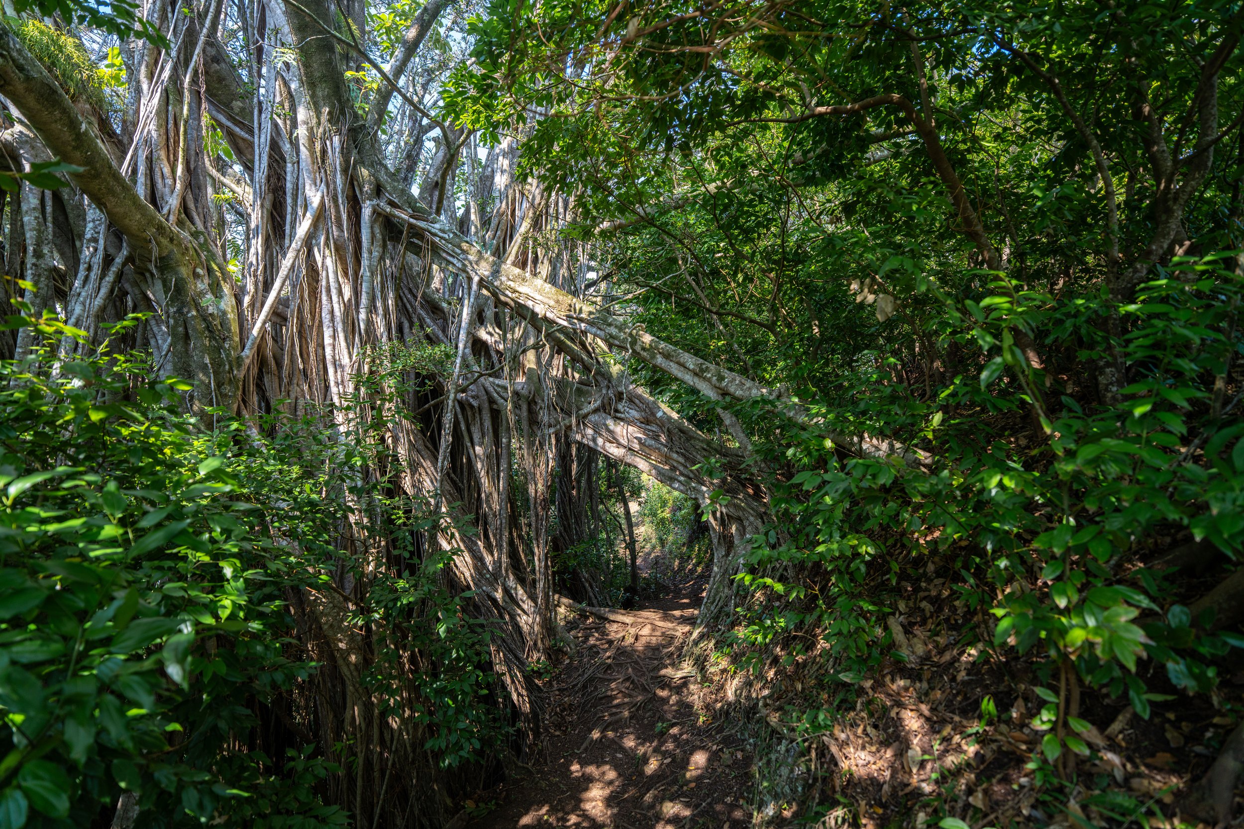 Nuuanu Trail Oahu Hawaii