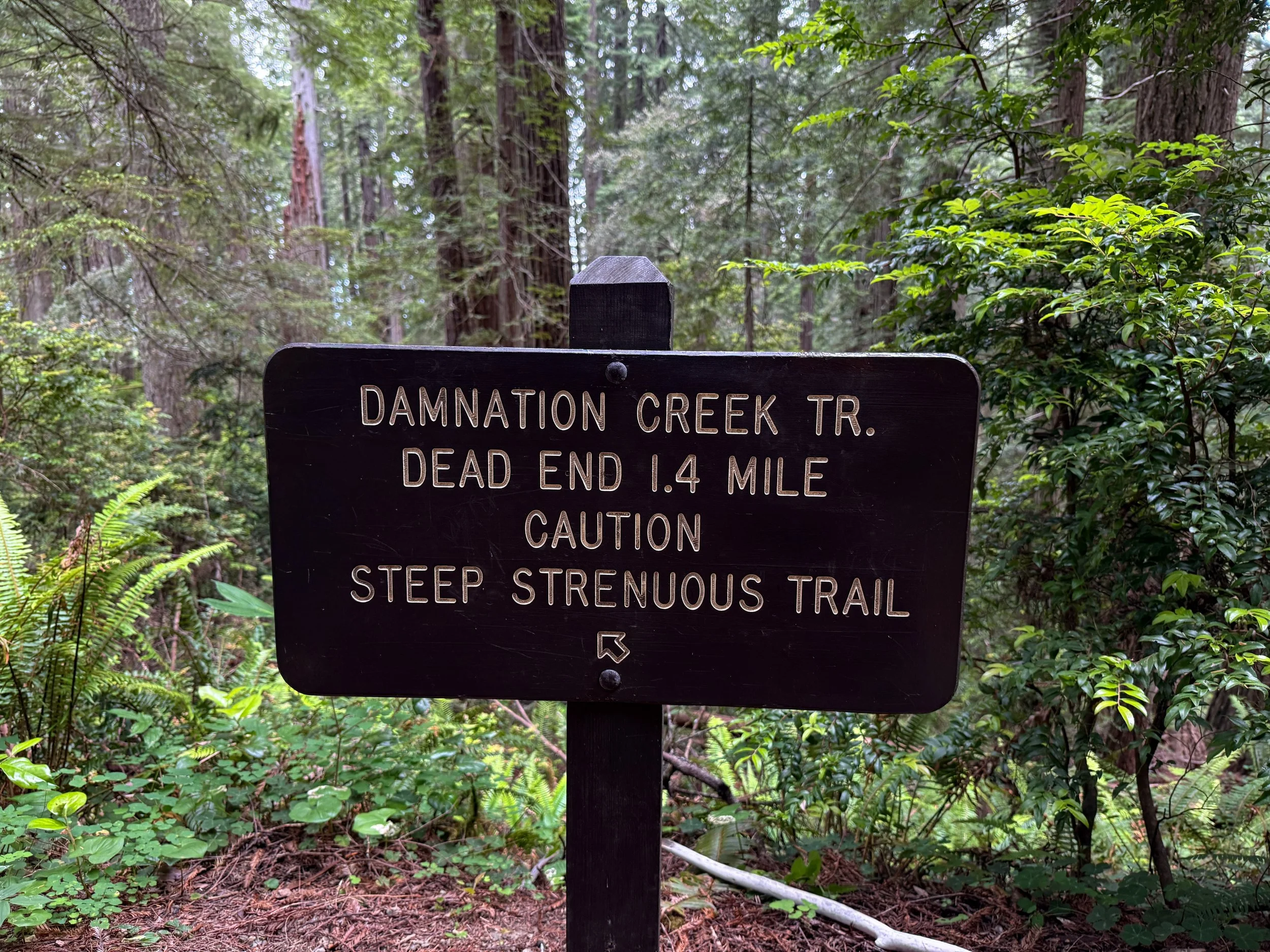 Damnation Creek Trail Del Norte Coast Redwoods State Park California
