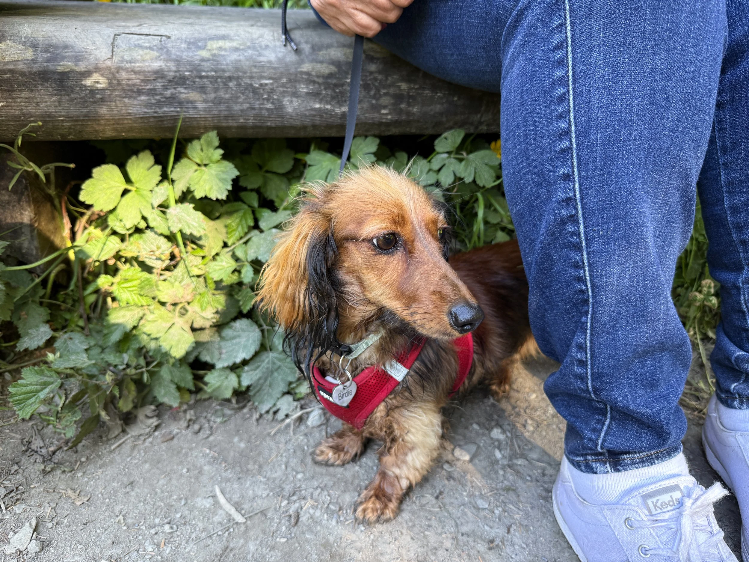 Fern Canyon Trail Prairie Creek Redwoods State Park California