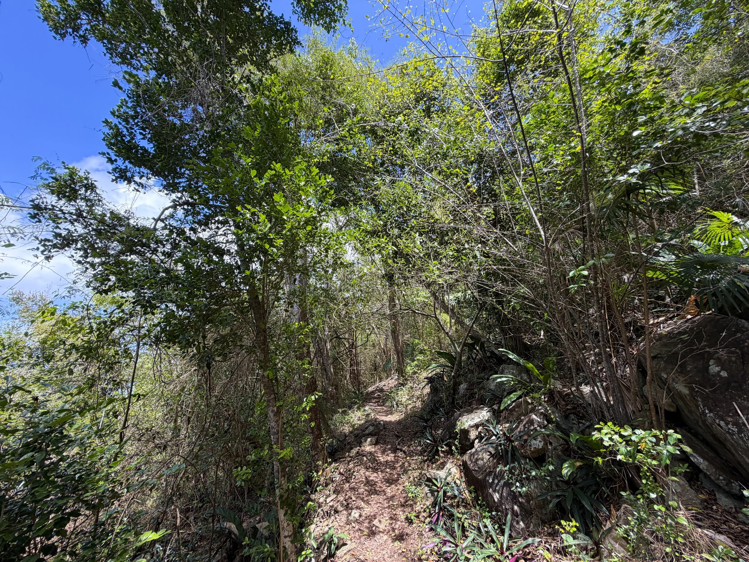 Caneel Hill Hike Virgin Islands National Park
