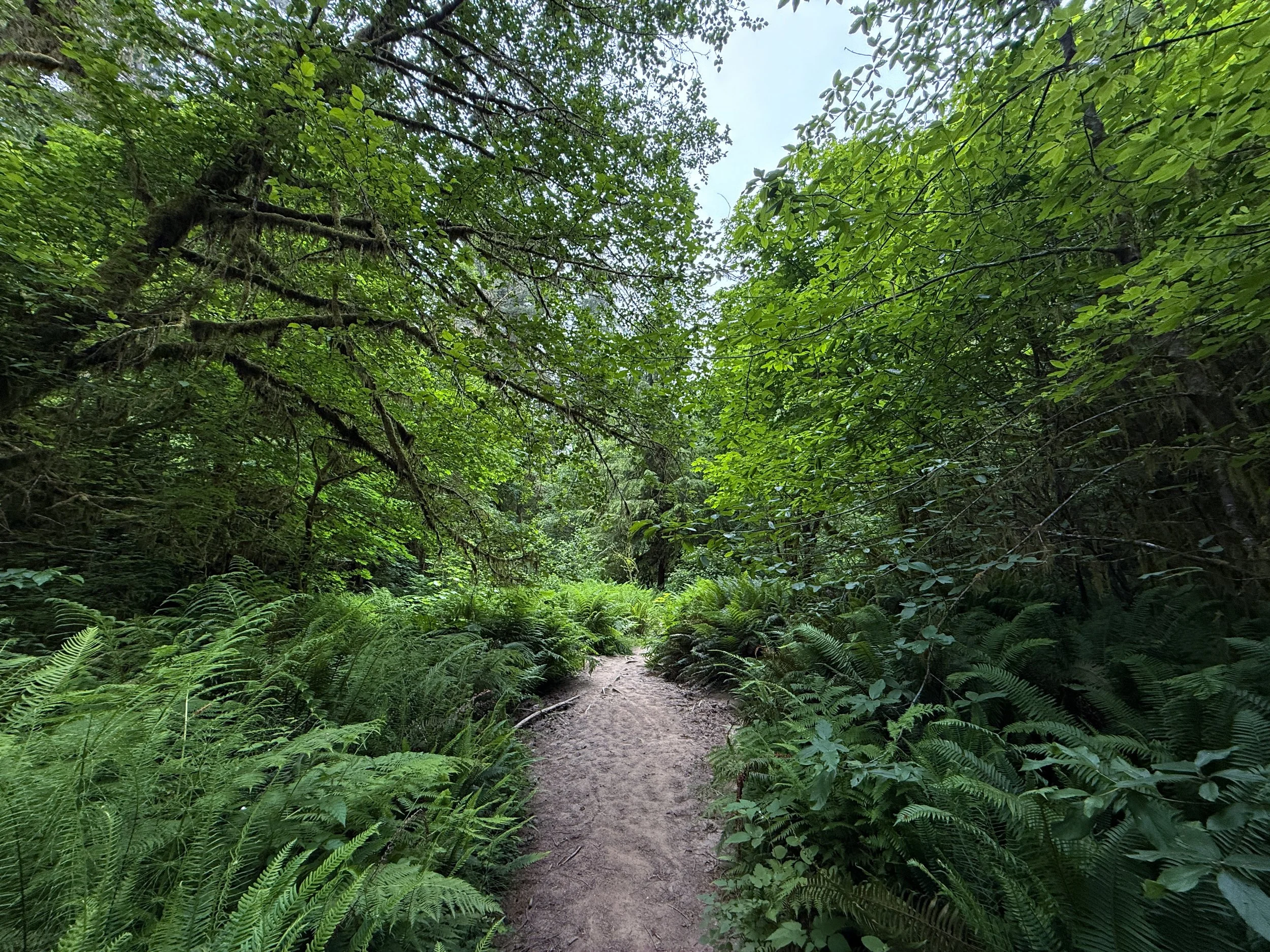 Boy Scout Tree Trail Jedediah Smith Redwoods State Park California