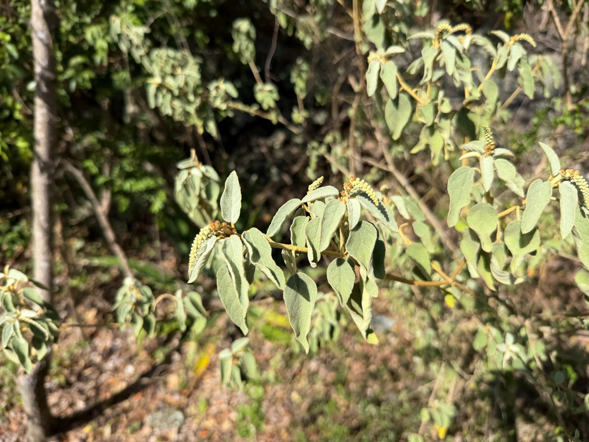 Yellow Balsam Croton flavens