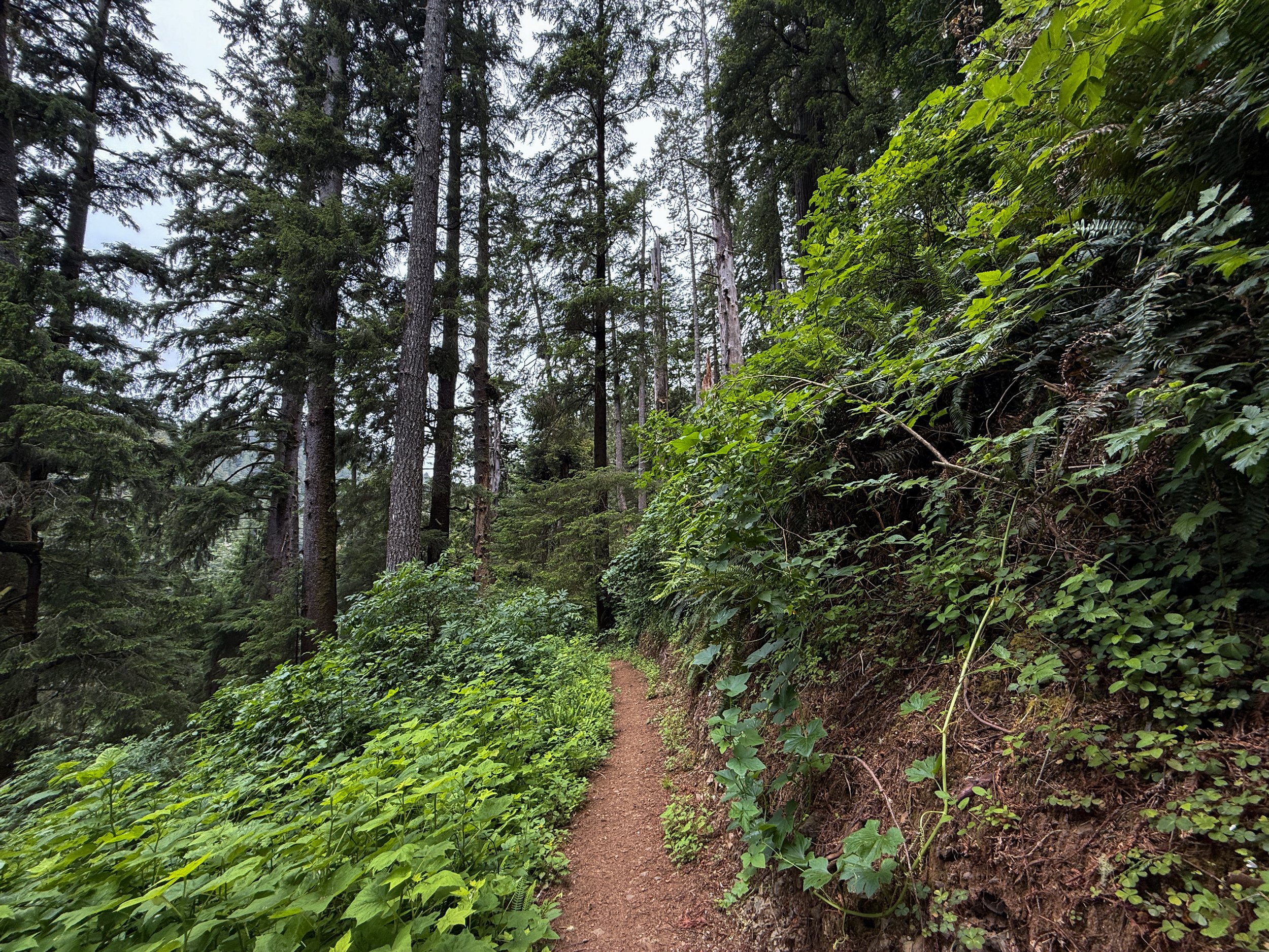 Damnation Creek Trail Del Norte Coast Redwoods State Park California