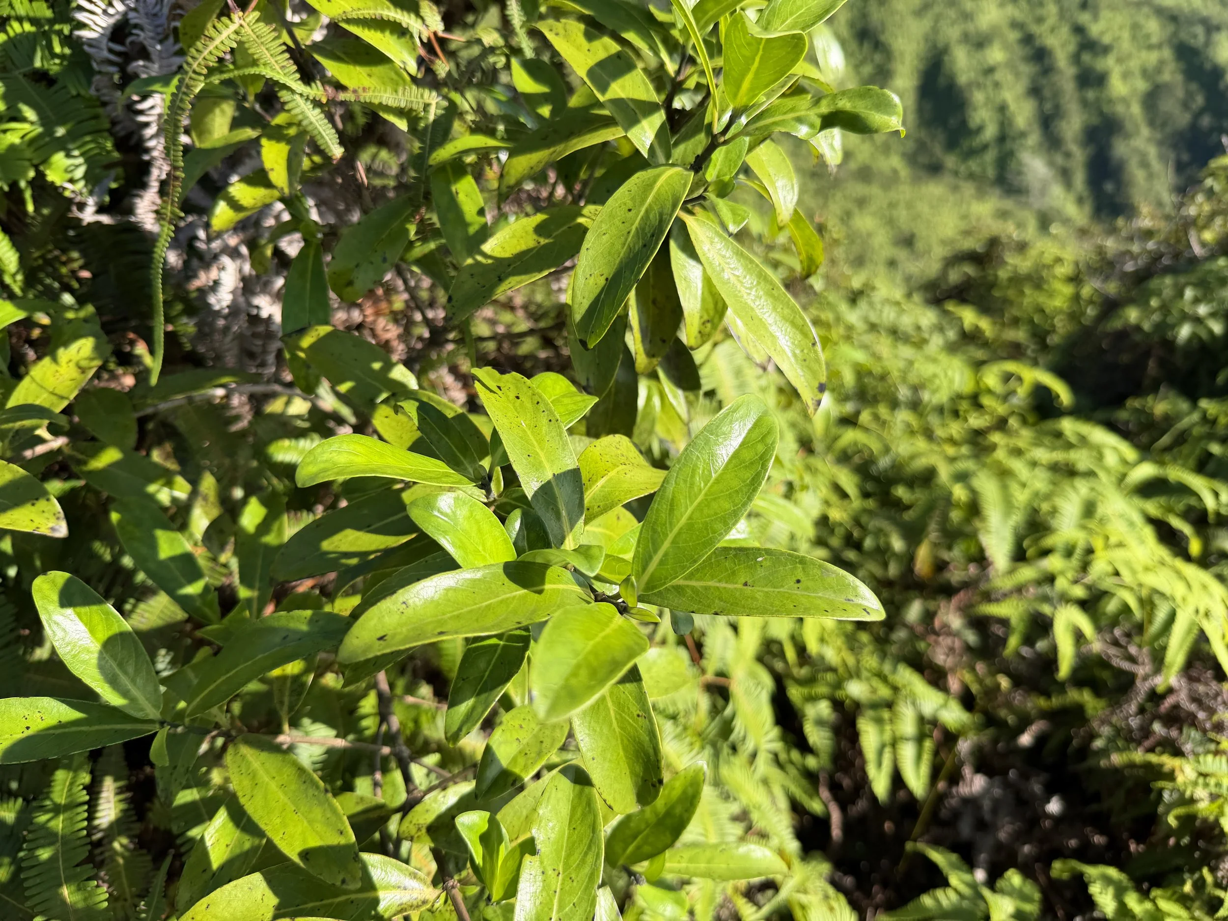 Manono Kadua affinis