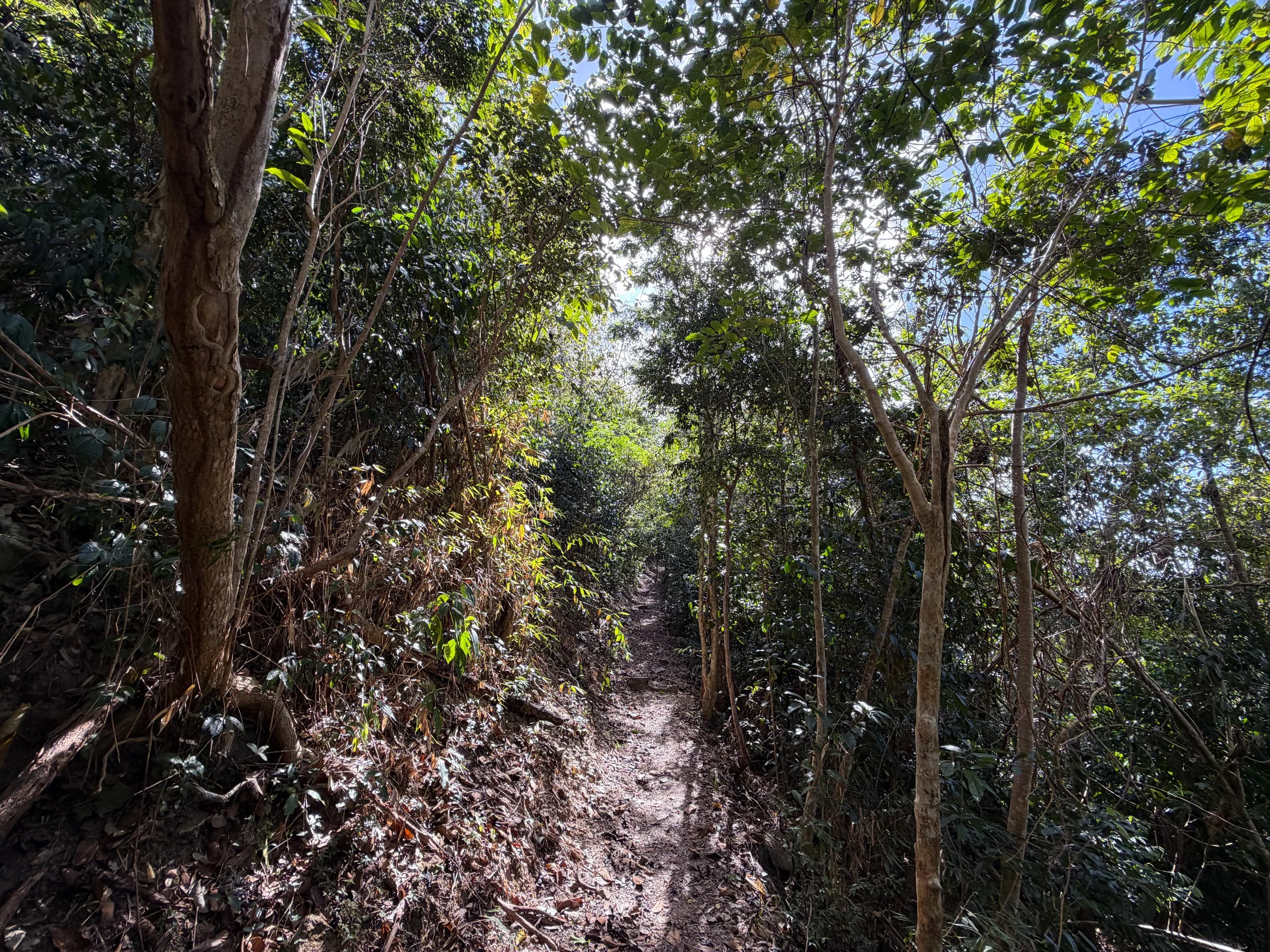 Cinnamon Bay Trail Virgin Islands National Park