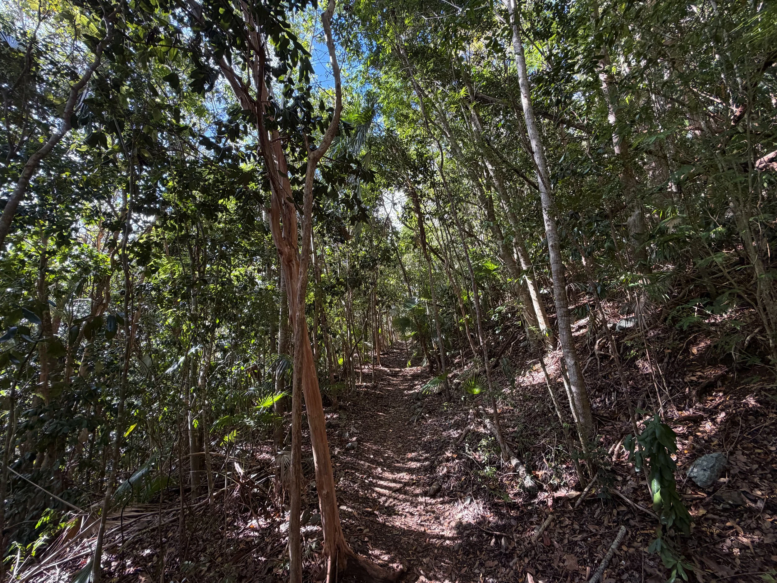 America Hill Trail via Cinnamon Bay Virgin Islands National Park