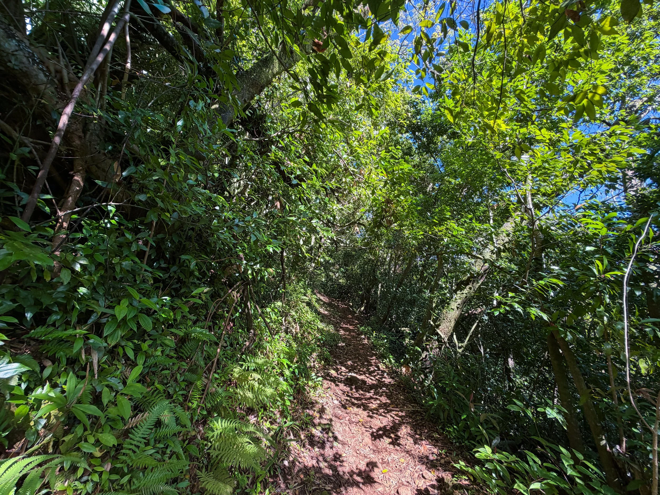 Aihualama Trail Oahu Hawaii