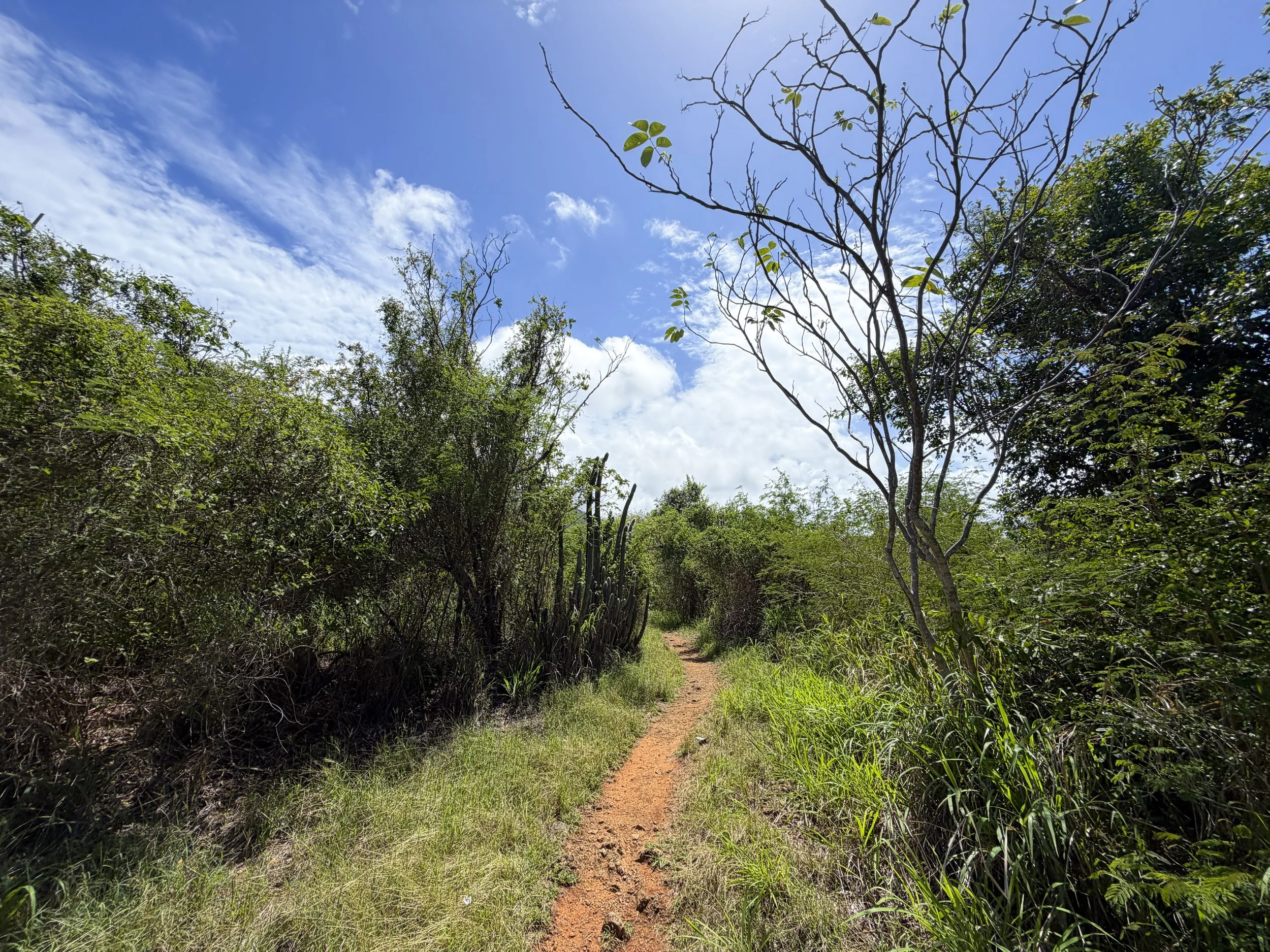 Lind Point Trail Virgin Islands National Park