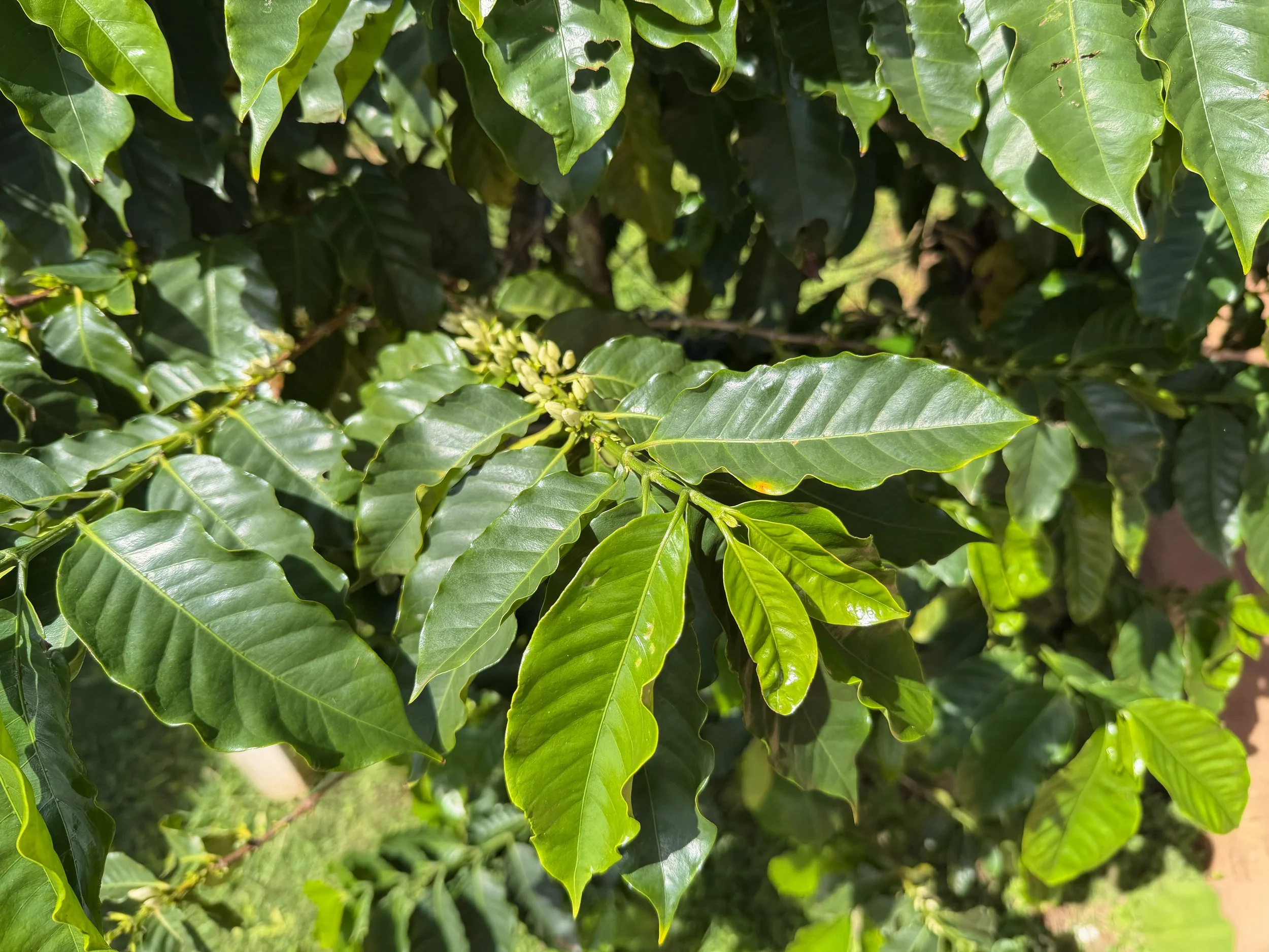 Arabica Coffee Coffea arabica