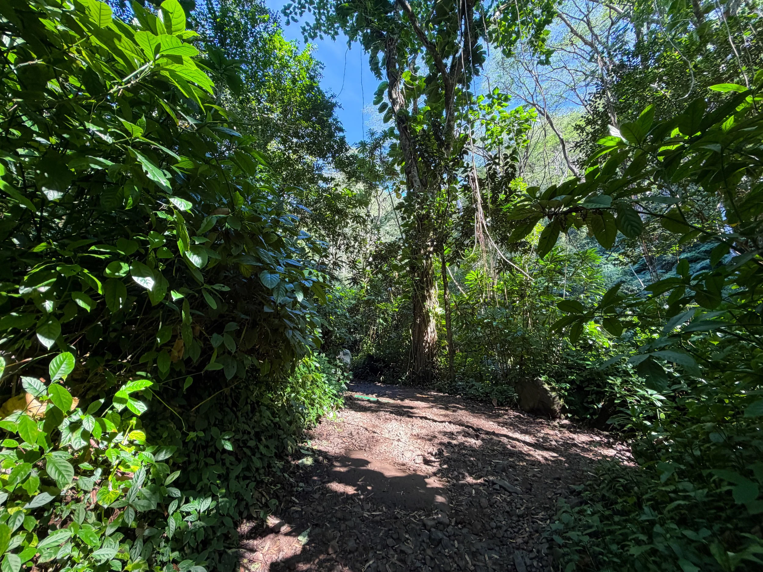 Manoa Falls Hike Oahu Hawaii