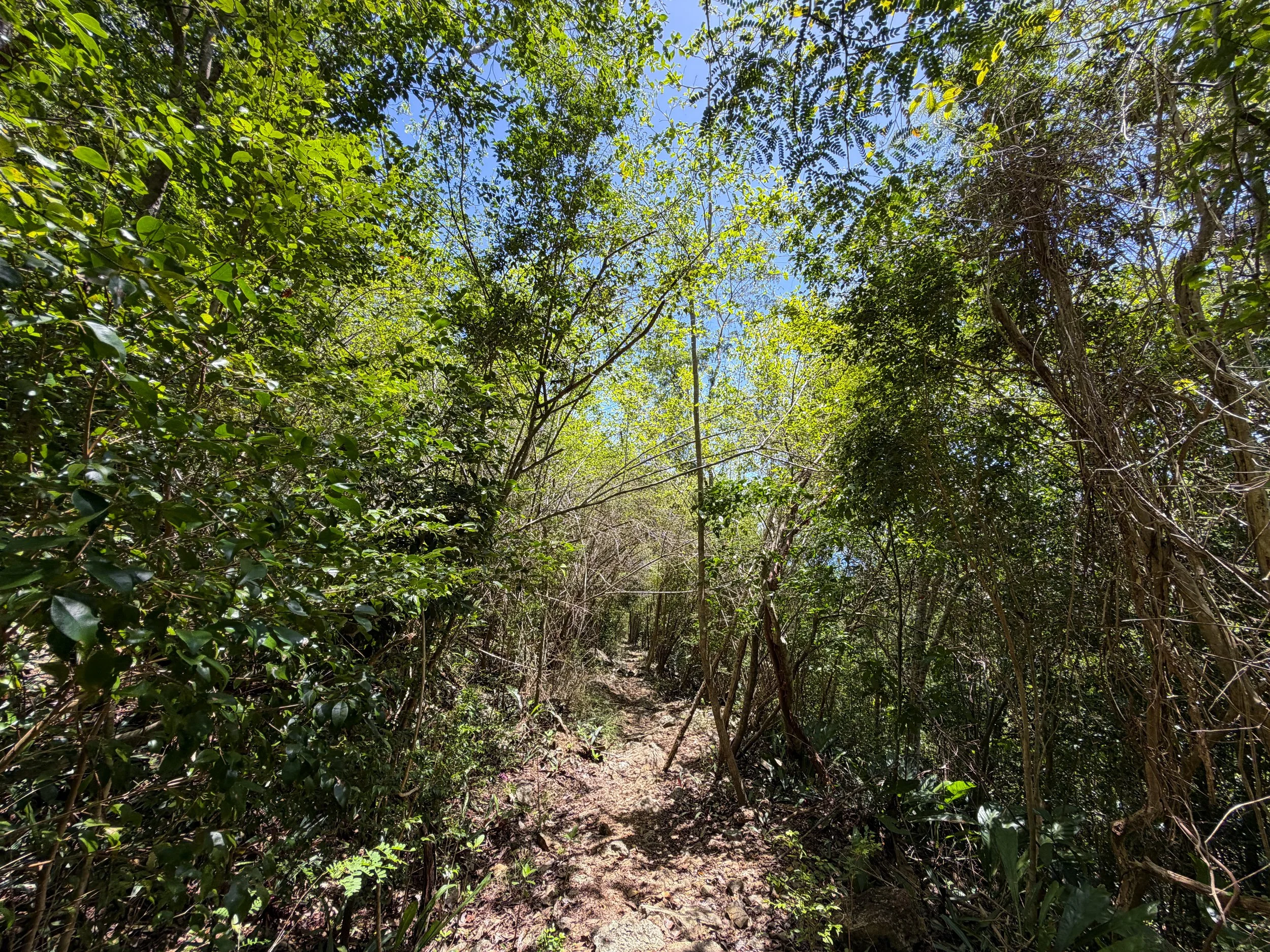 LEsperance Trail Virgin Islands National Park