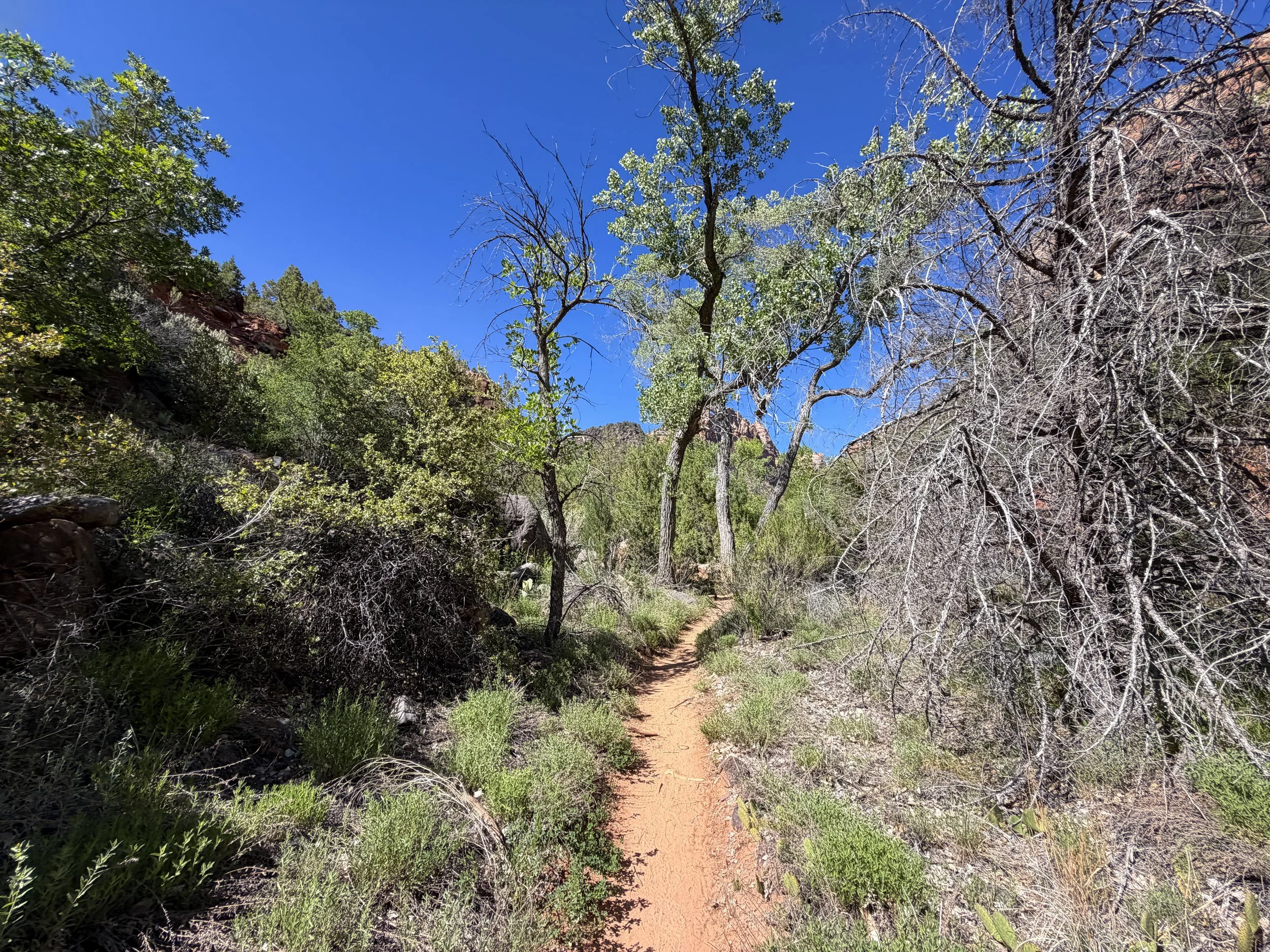 Subway Hike Bottom–Up Route Zion National Park Utah