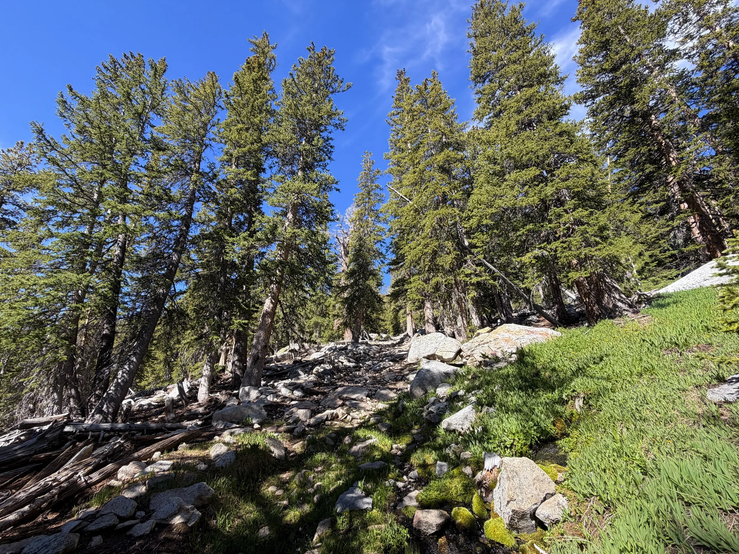 Johnson Lake Trail Great Basin National Park Nevada