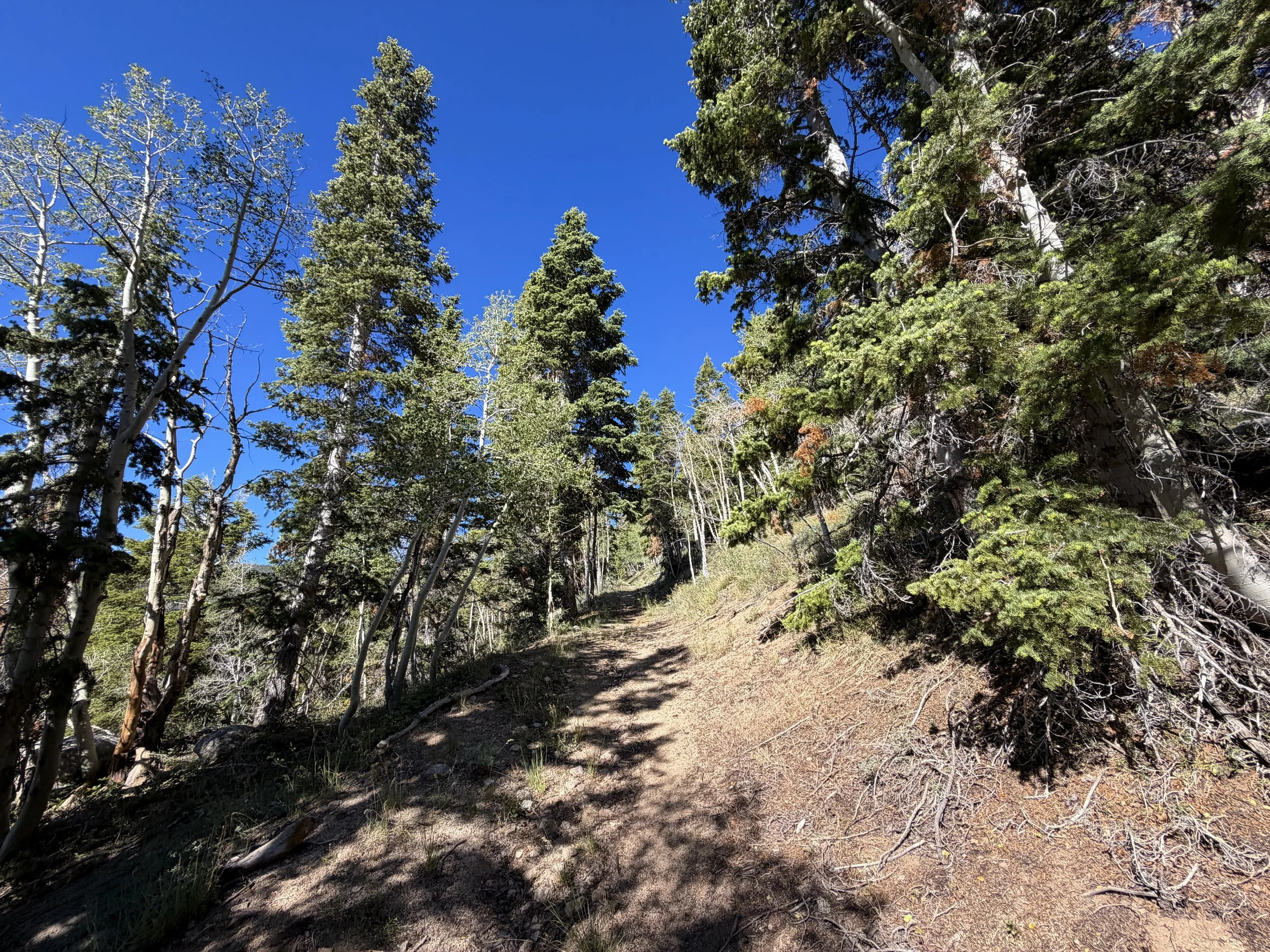 Johnson Lake Hike Great Basin National Park Nevada