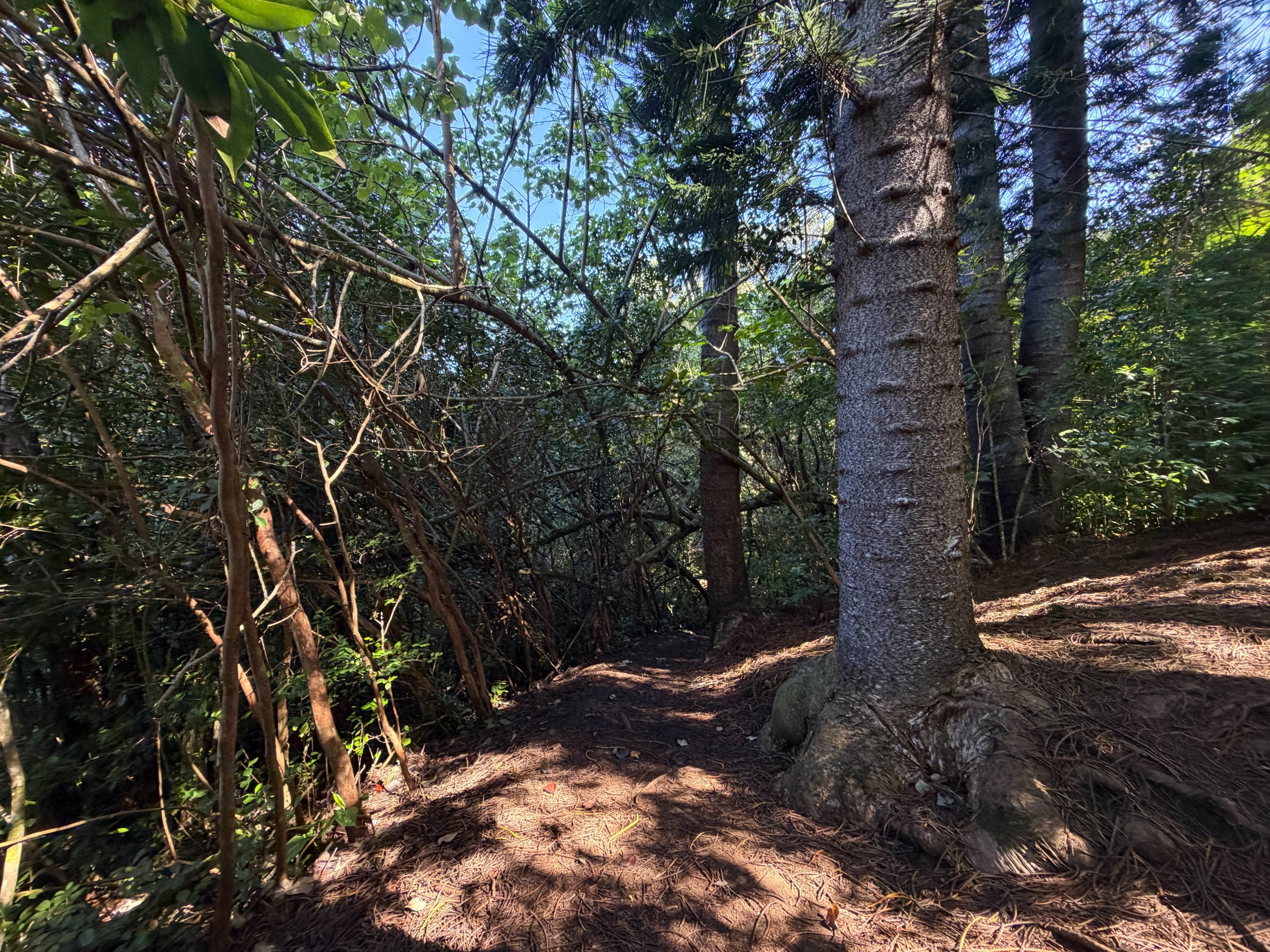 Judd Loop Trail Oahu Hawaii