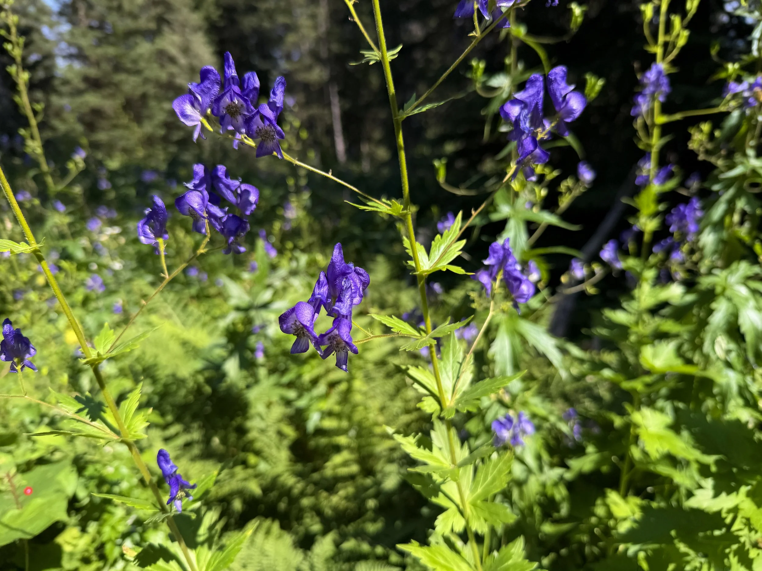 Columbian Monkshood Aconitum columbianum