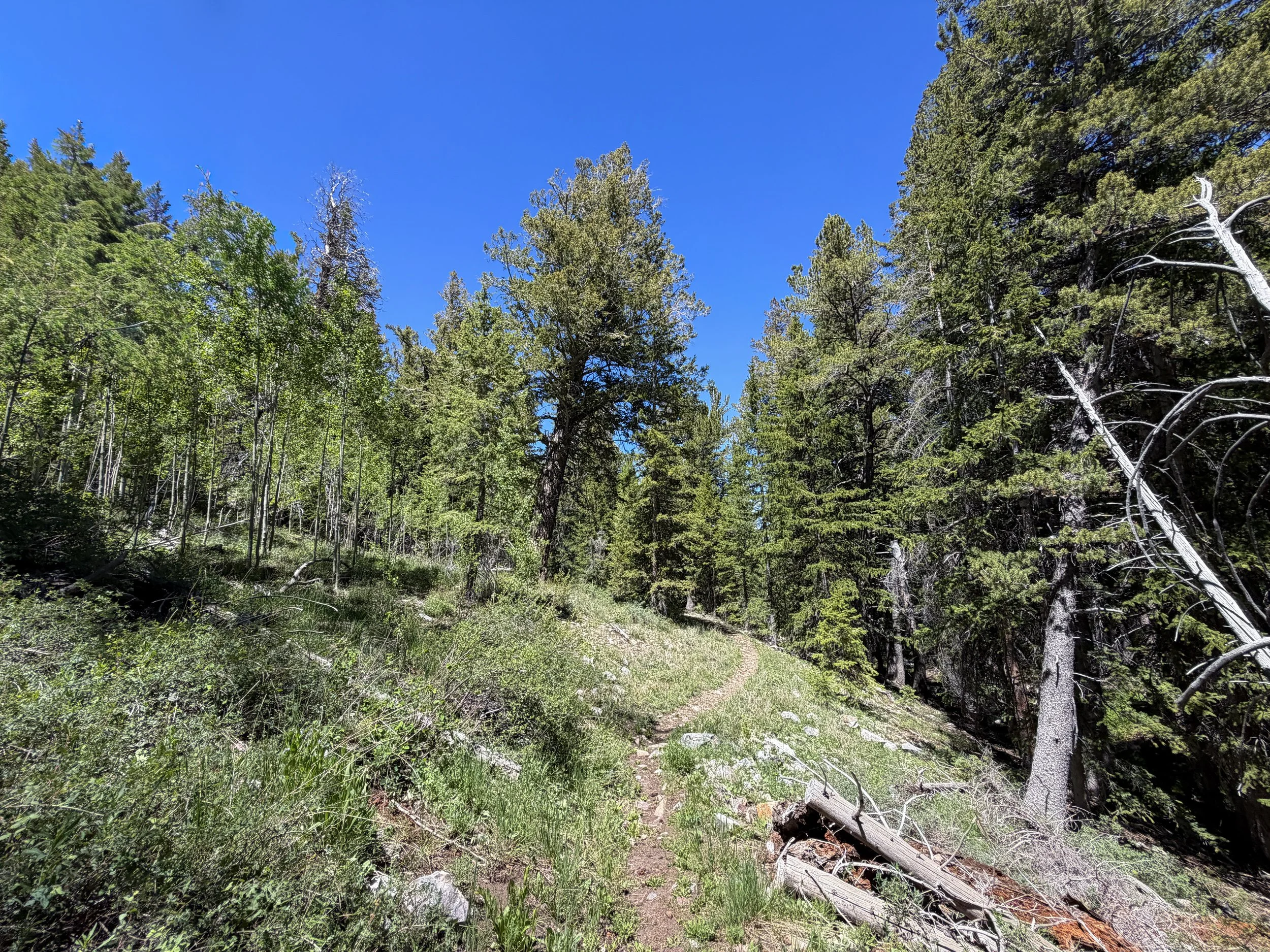 Timber Creek Loop Trail Great Basin National Park Nevada