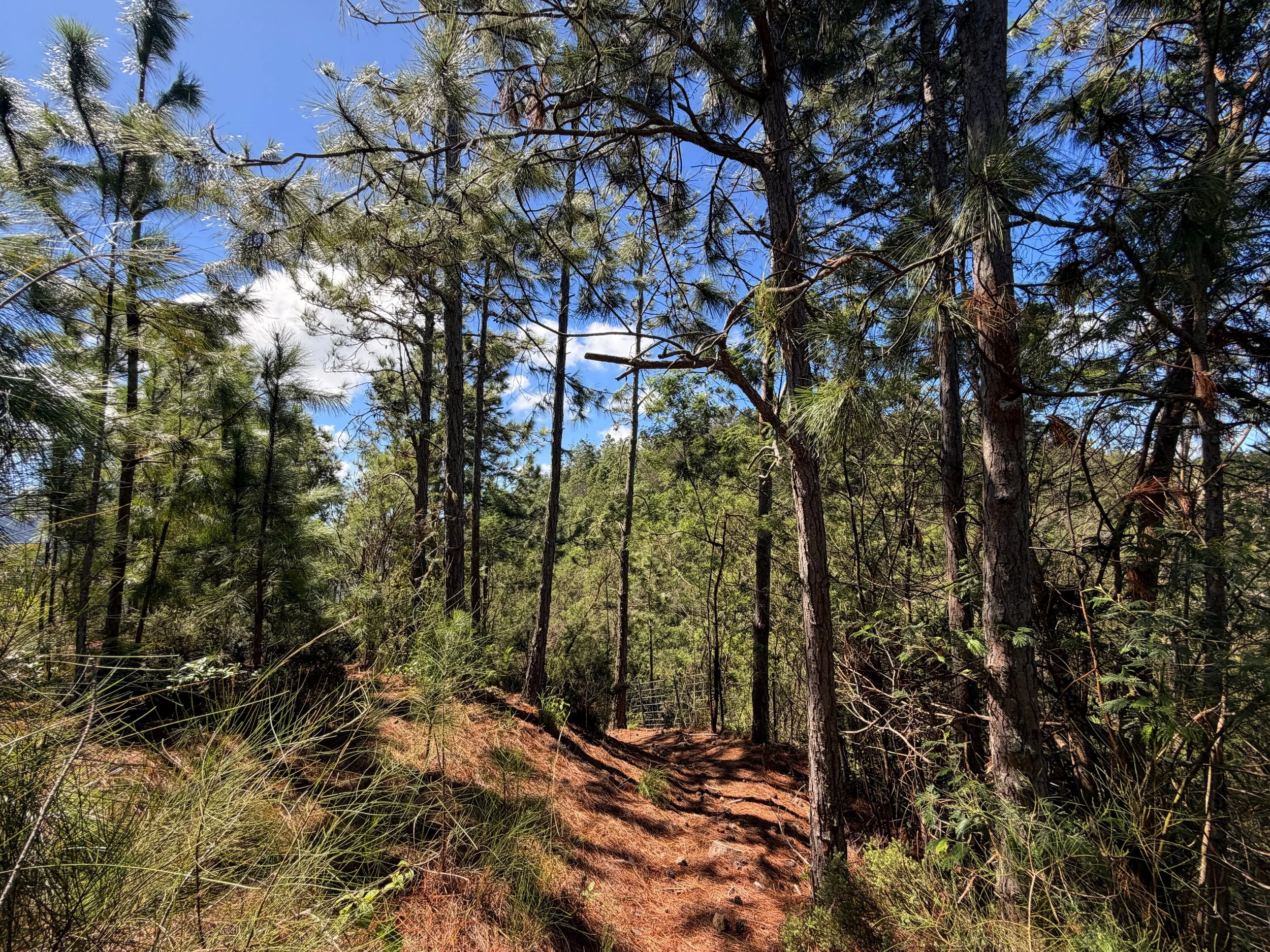 Kuaokala Trail Oahu Hawaii