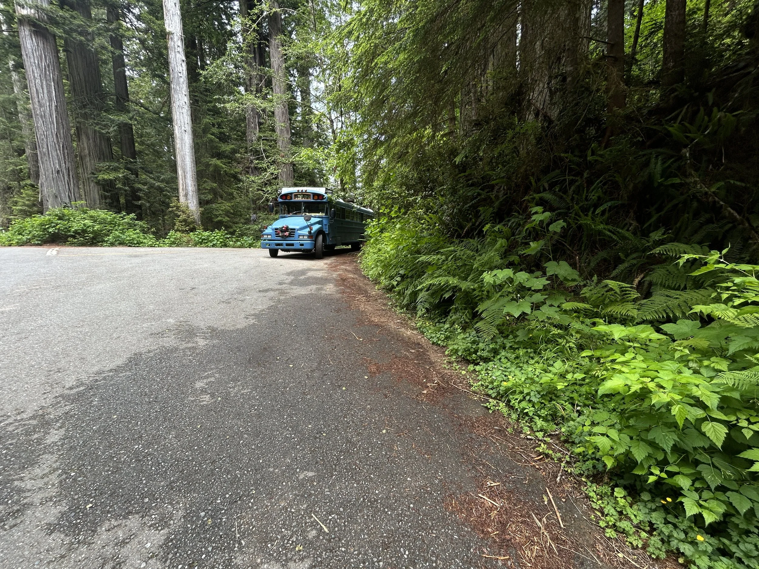 Hiking the Ah-Pah Interpretive Trail in Prairie Creek Redwoods State ...